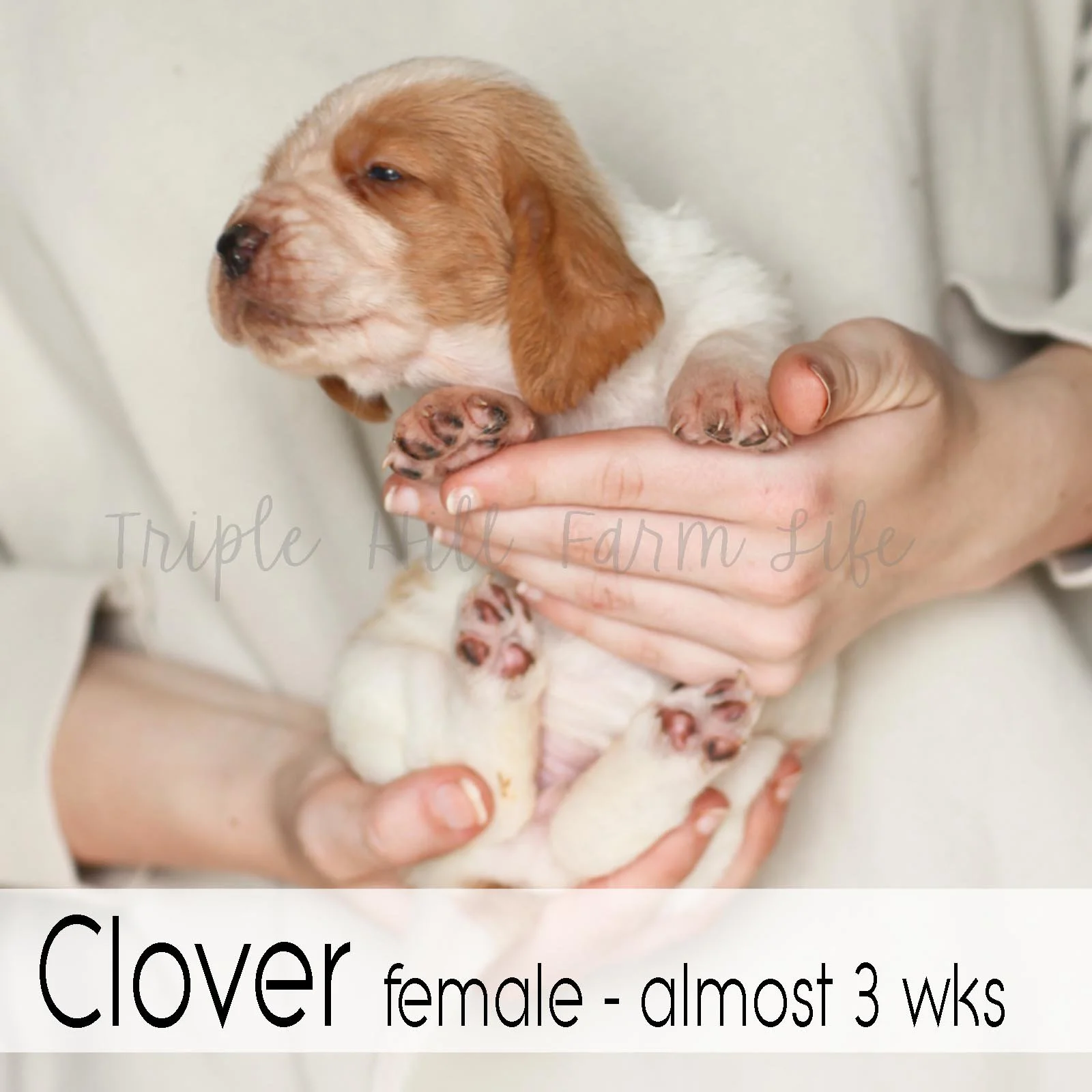 4x4 Clover 3.jpg