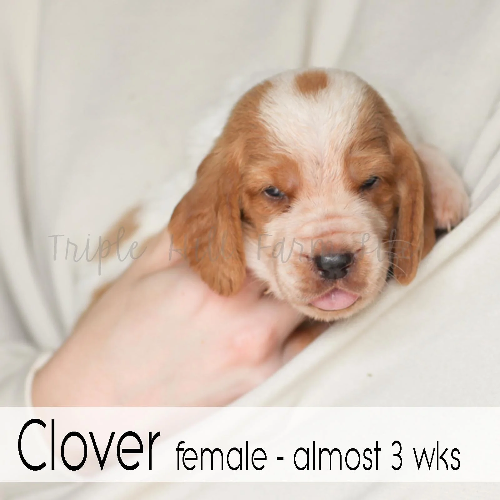 4x4 Clover 4.jpg