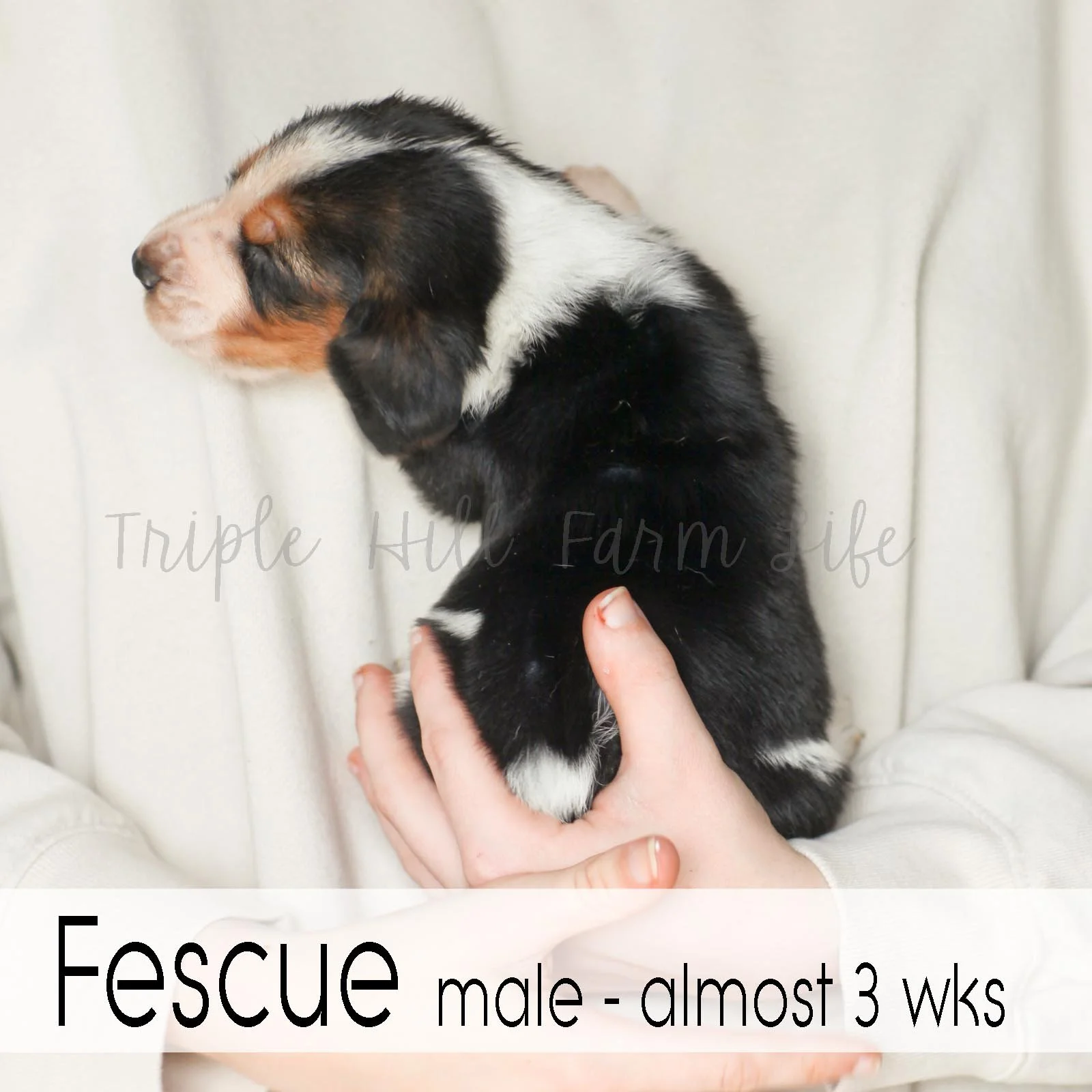 4x4 Fescue 1.jpg