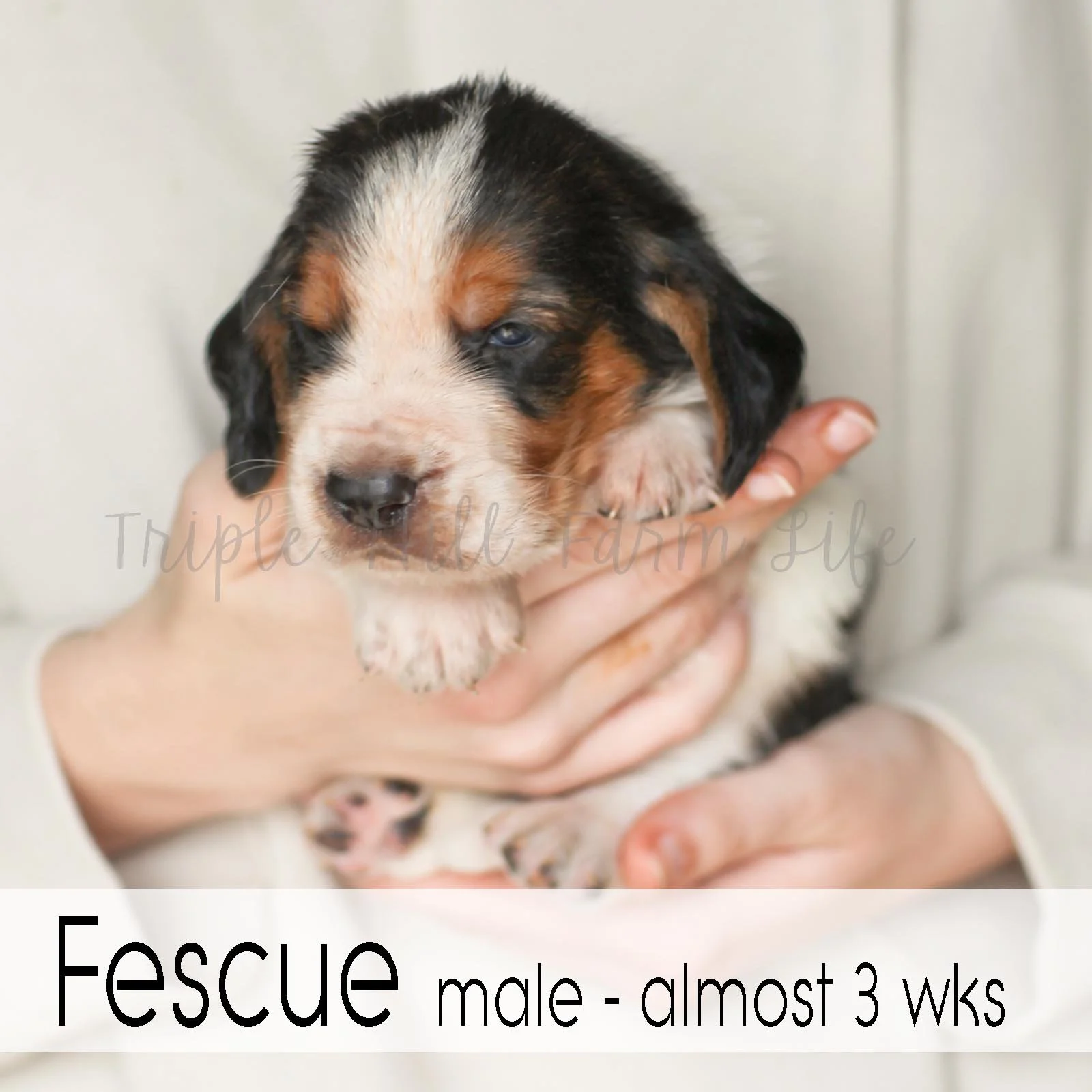 4x4 Fescue 2.jpg