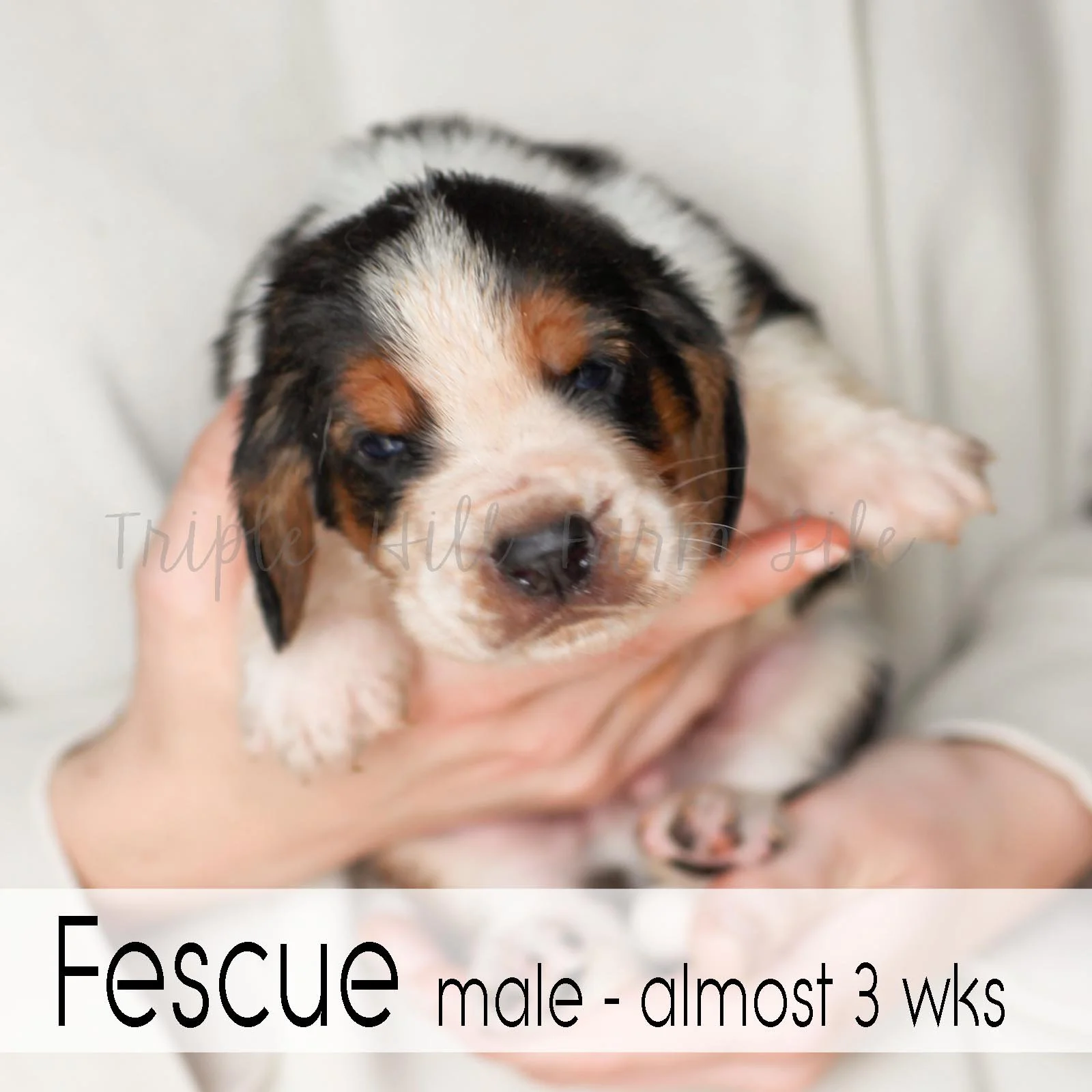 4x4 Fescue 3.jpg
