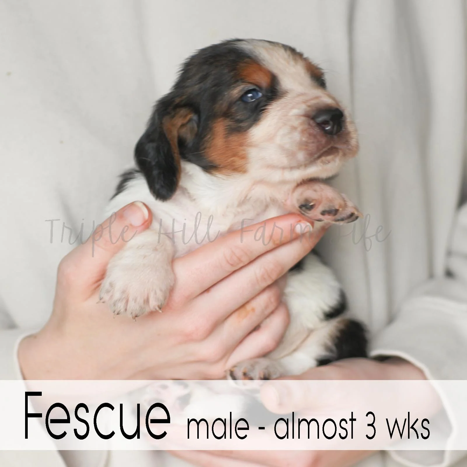 4x4 Fescue 4.jpg