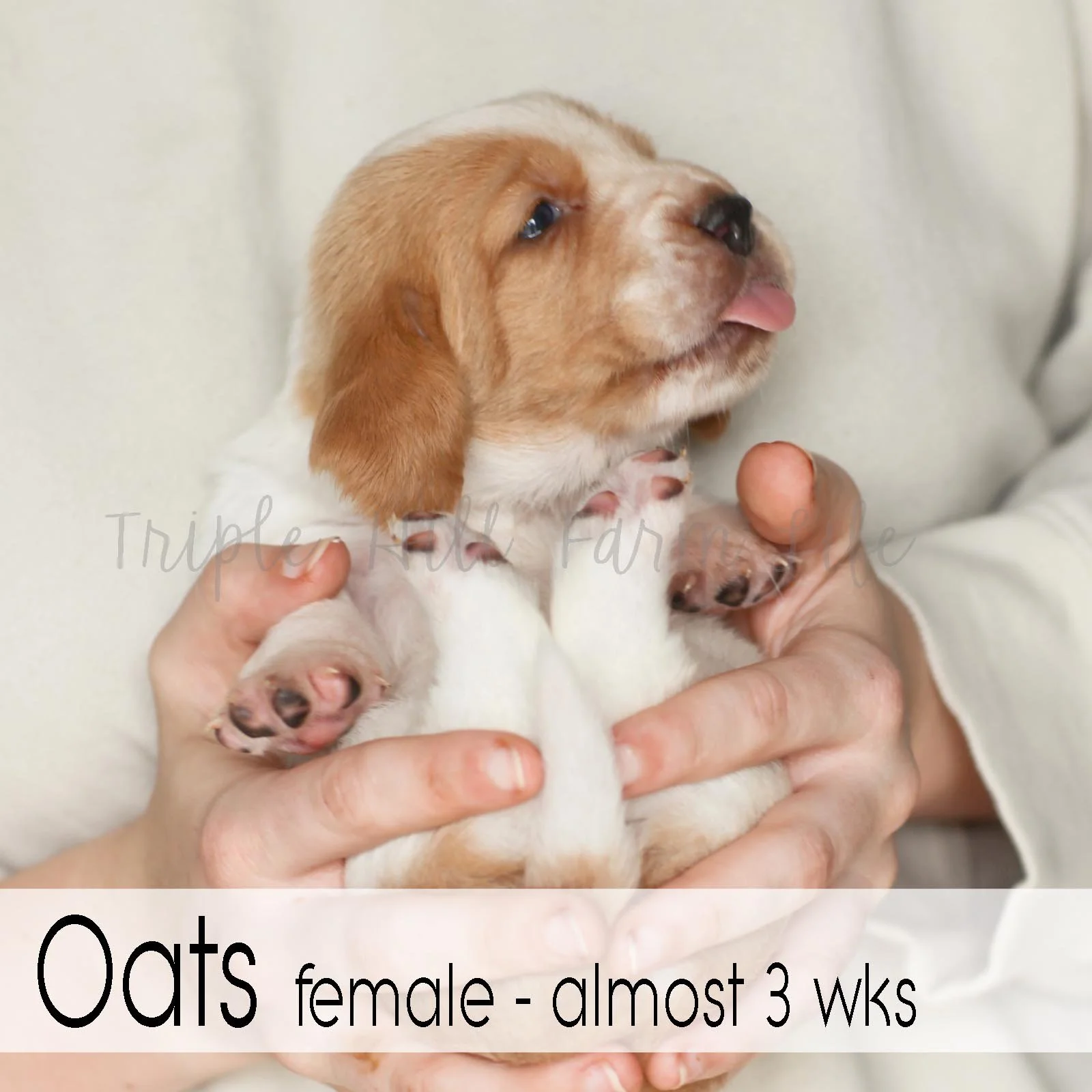 4x4 Oats 1.jpg