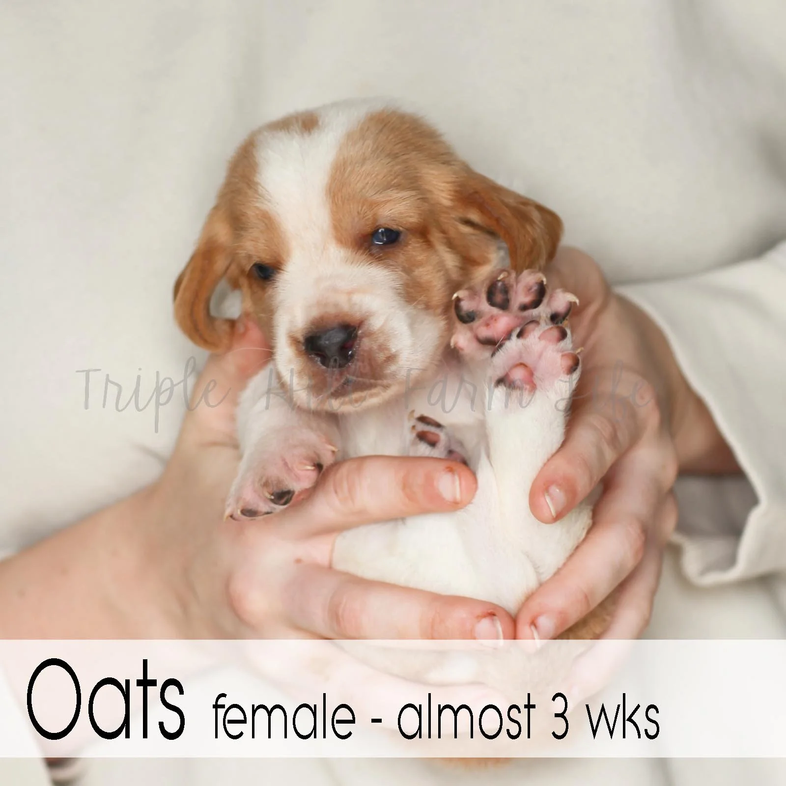 4x4 Oats 2.jpg