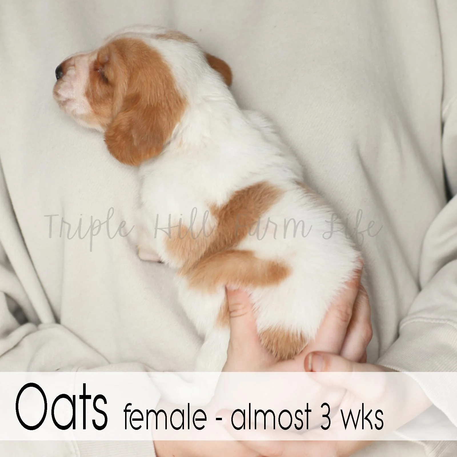 4x4 Oats 4.jpg