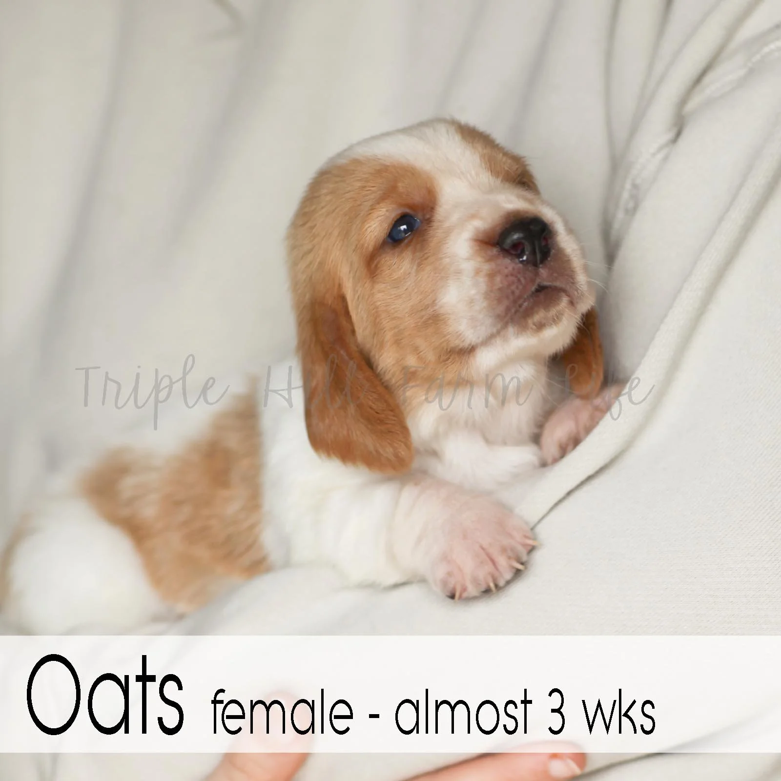 4x4 Oats 5.jpg