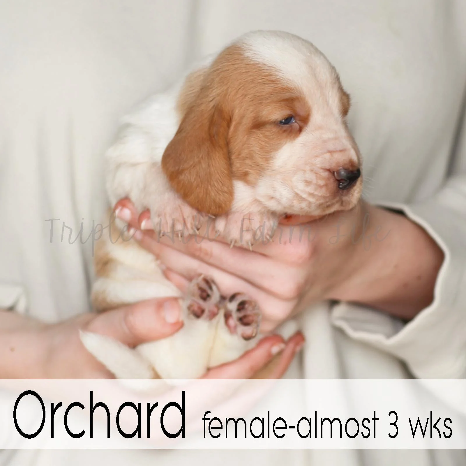 4x4 Orchard 1.jpg