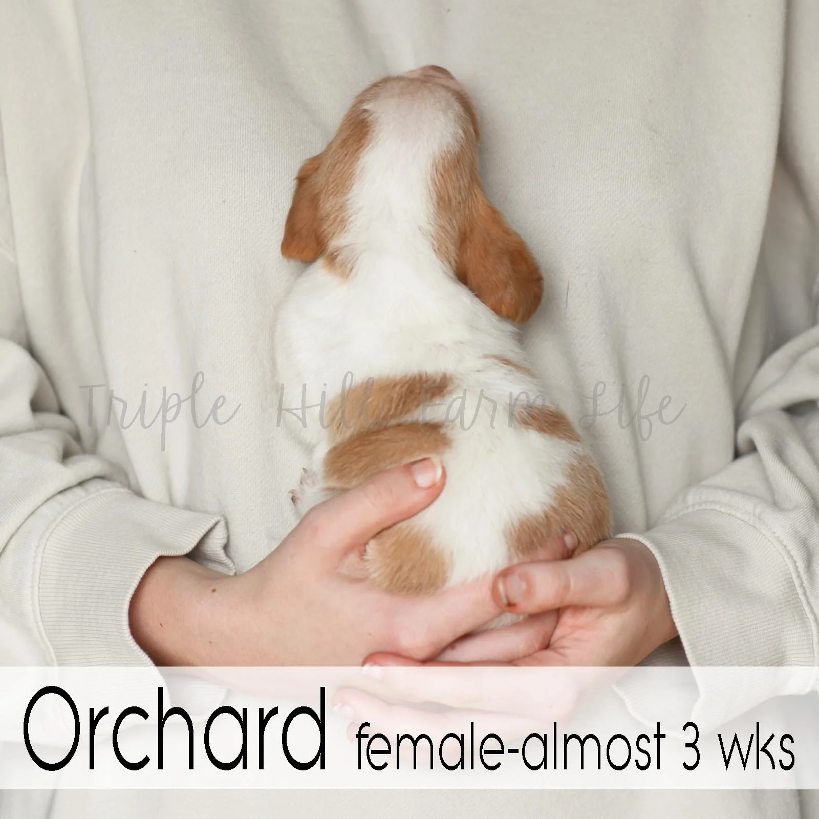 4x4 Orchard 2.jpg