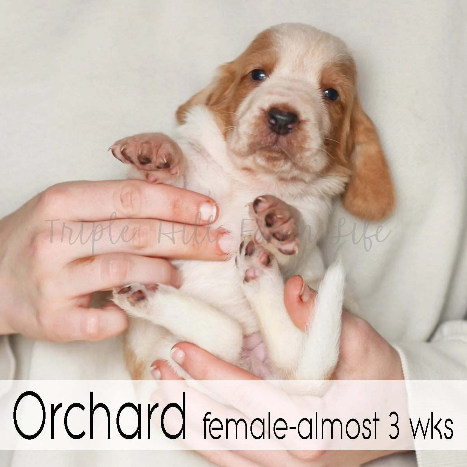 4x4 Orchard 3.jpg