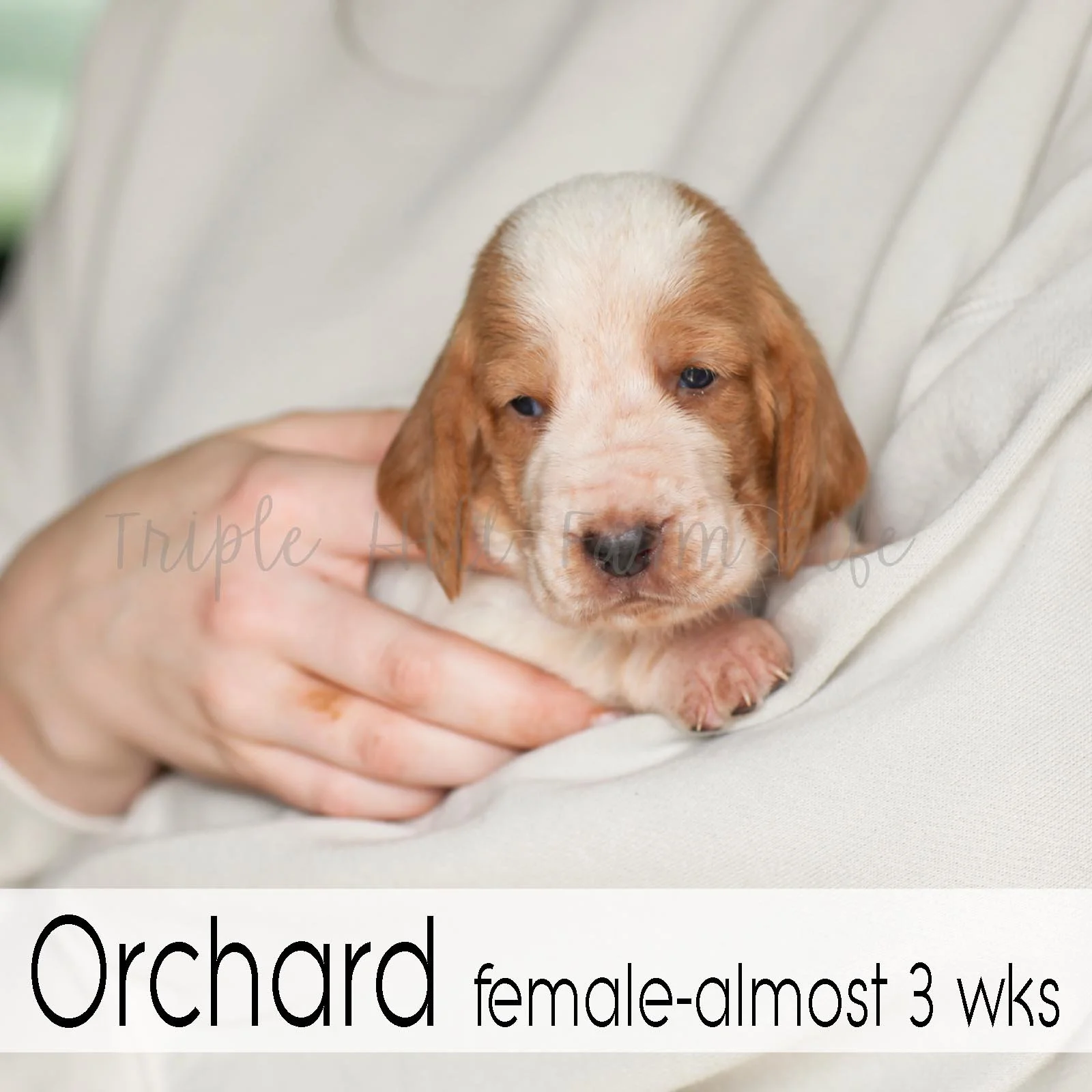 4x4 Orchard 5.jpg