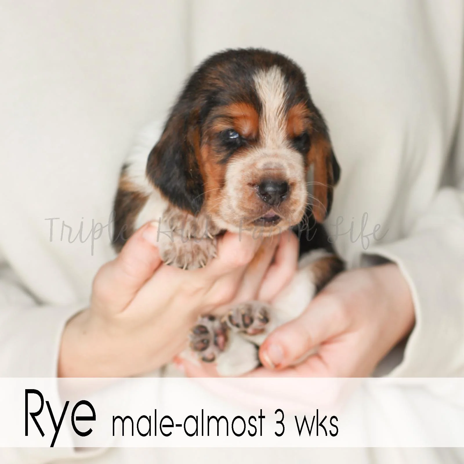 4x4 Rye 2.jpg
