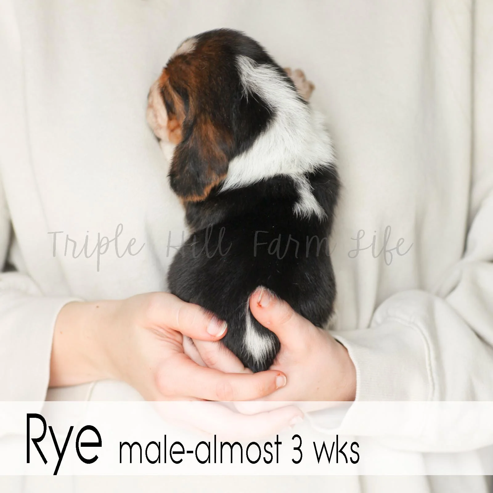 4x4 Rye 3.jpg