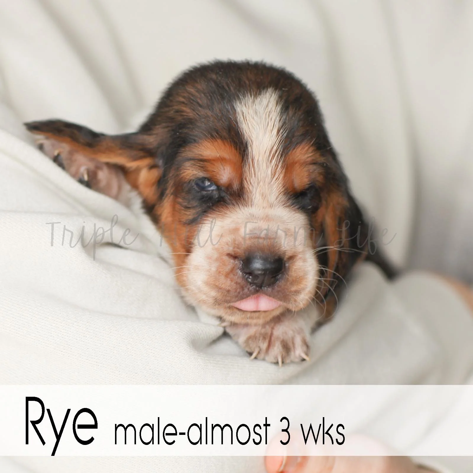4x4 Rye 4.jpg