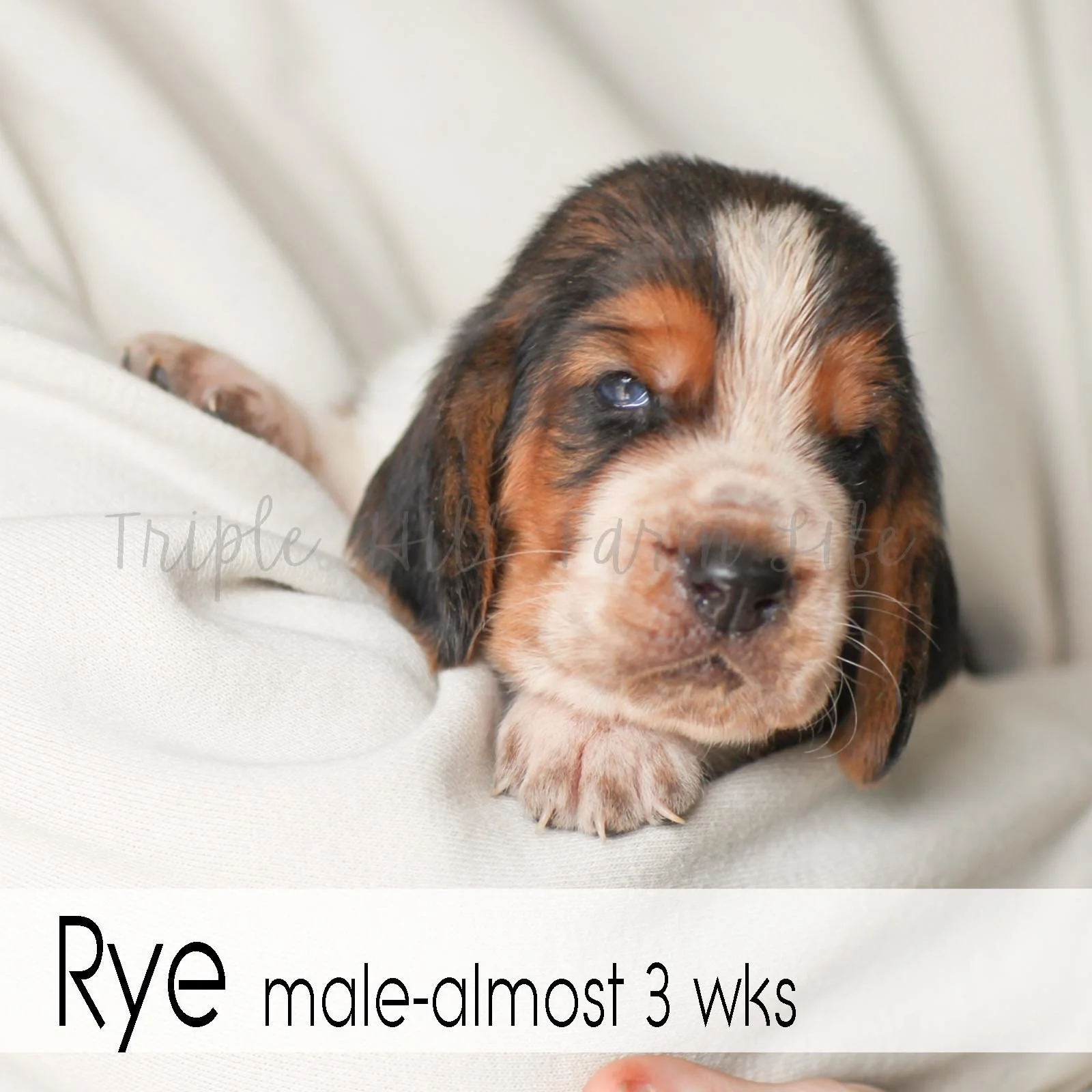 4x4 Rye 5.jpg
