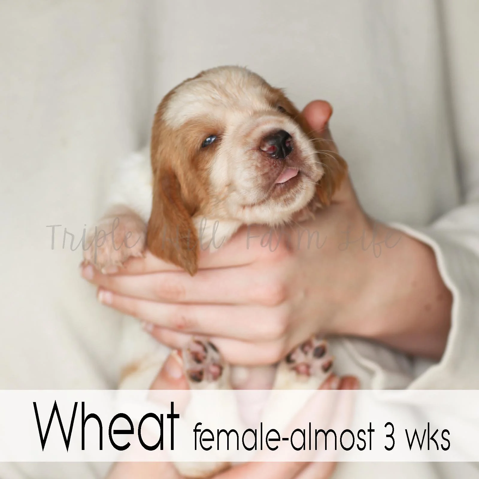 4x4 Wheat 1.jpg