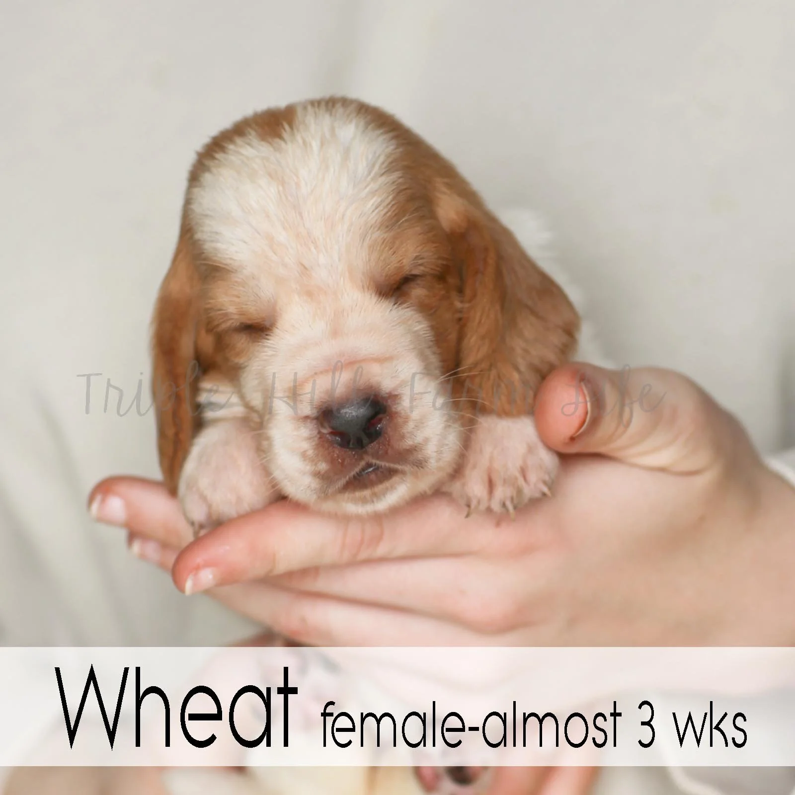 4x4 Wheat 2.jpg