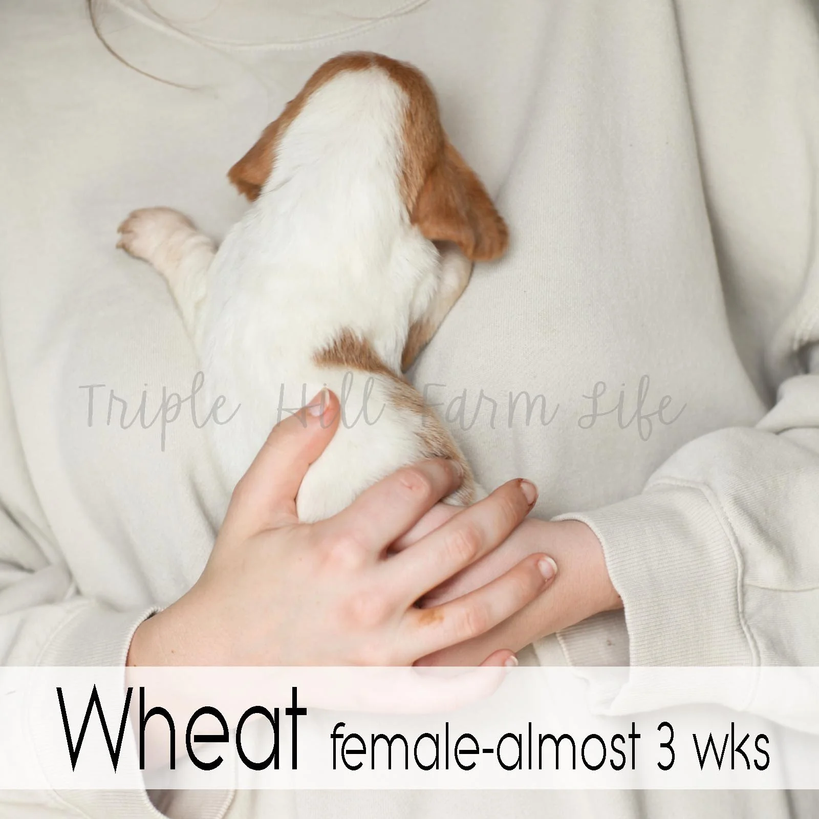 4x4 Wheat 3.jpg
