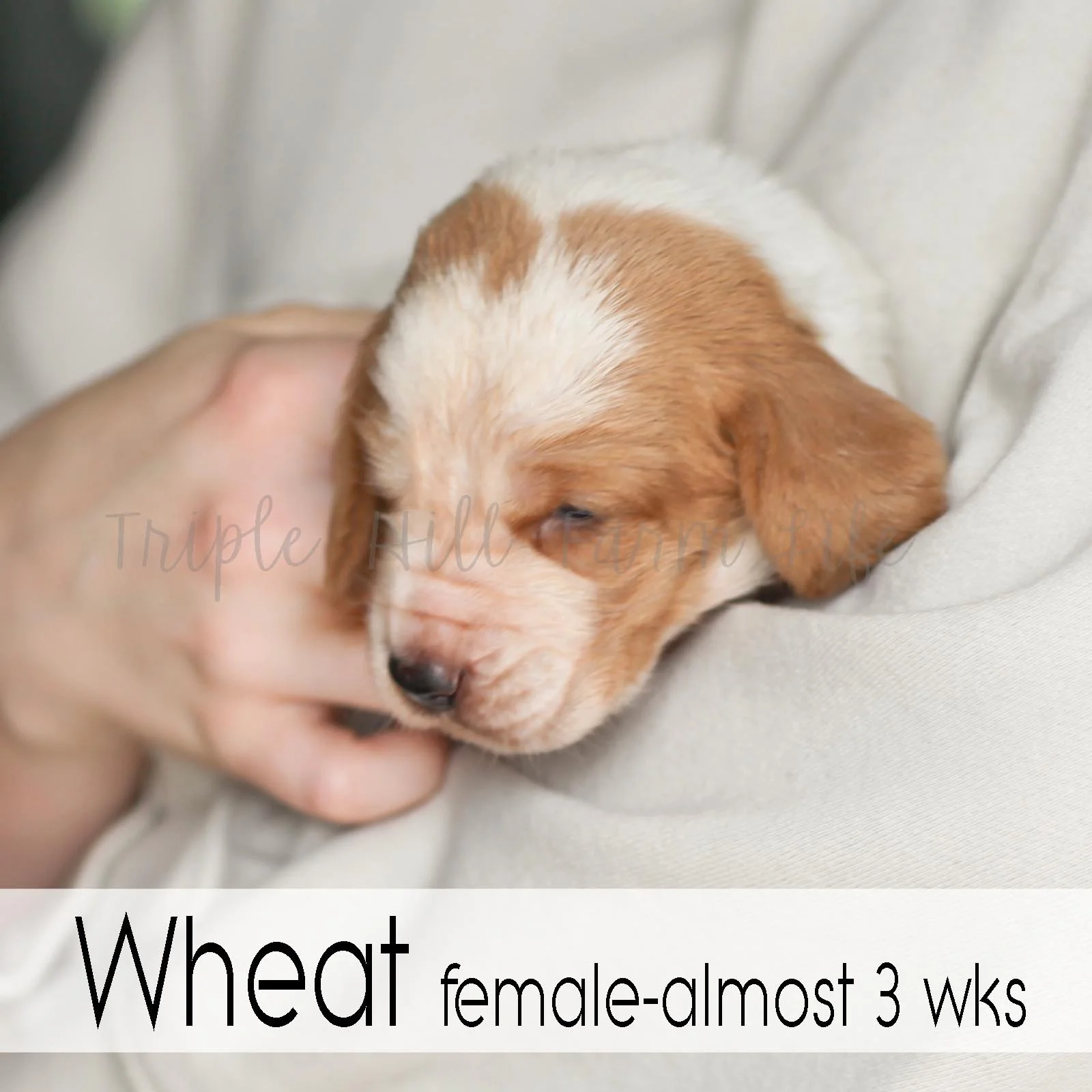 4x4 Wheat 5.jpg