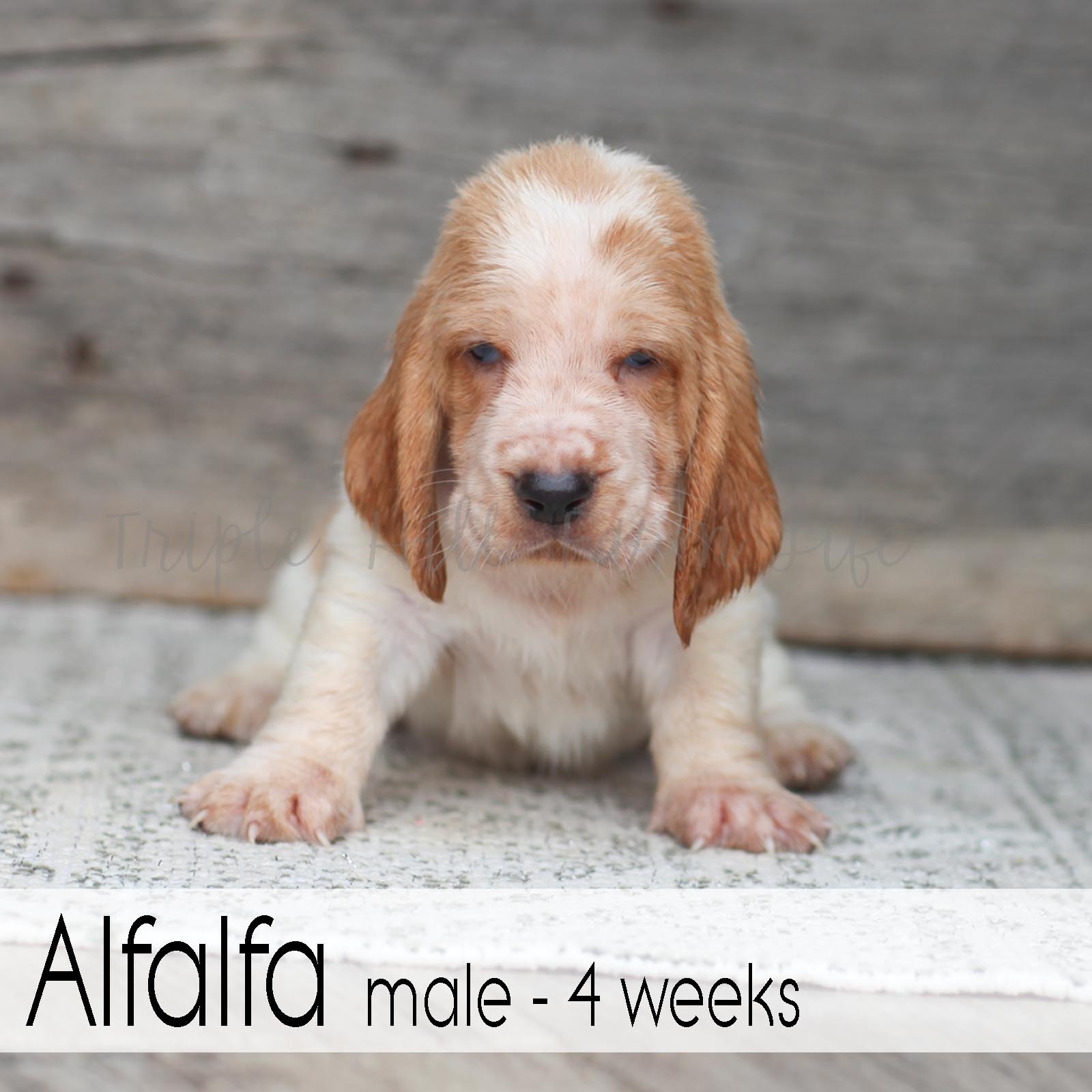 Alfalfa 2.jpg