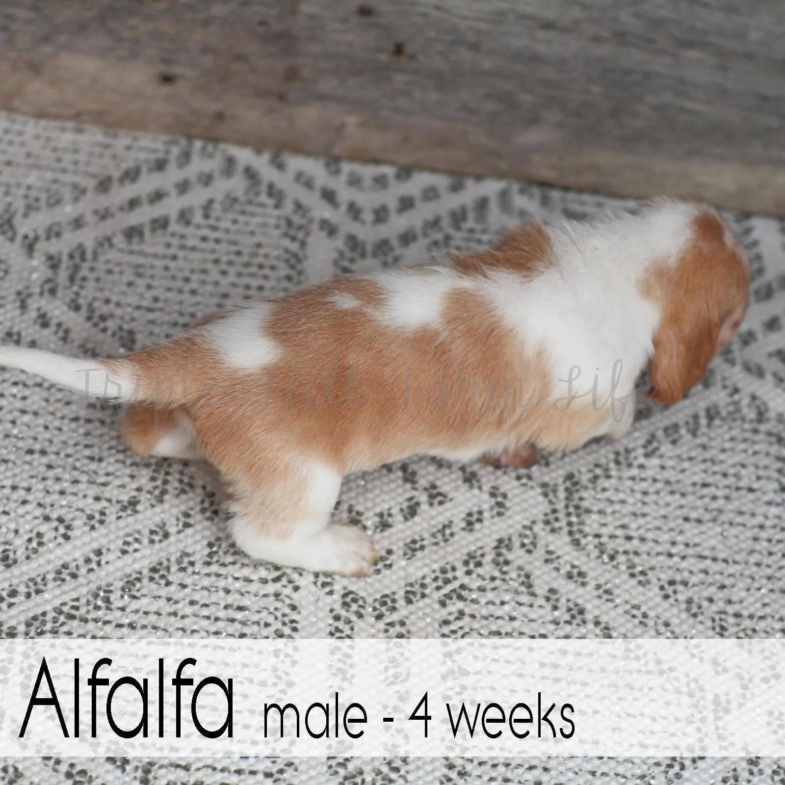 Alfalfa 3.jpg