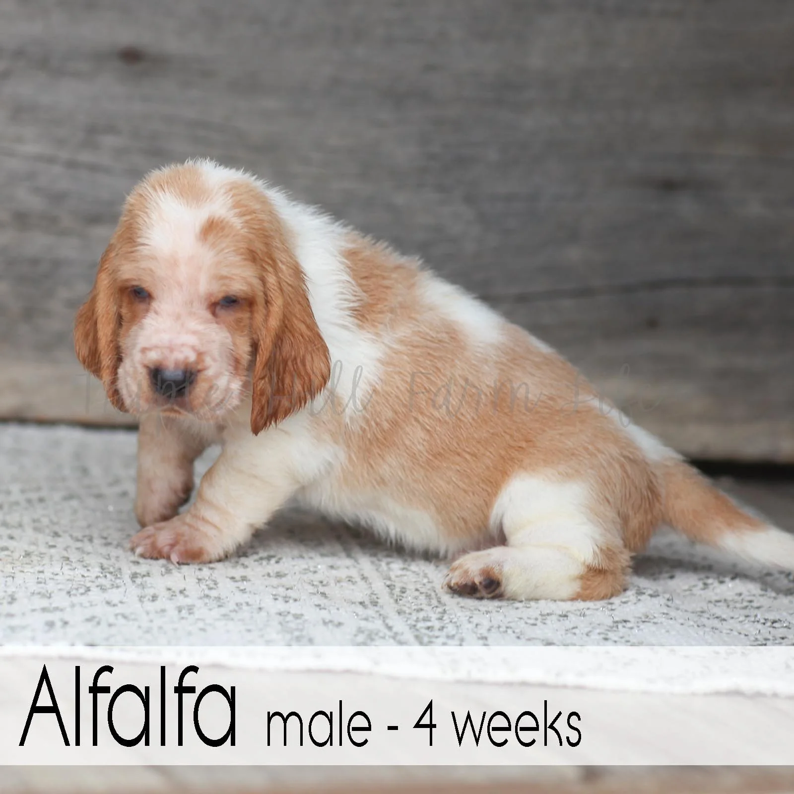 Alfalfa 4.jpg