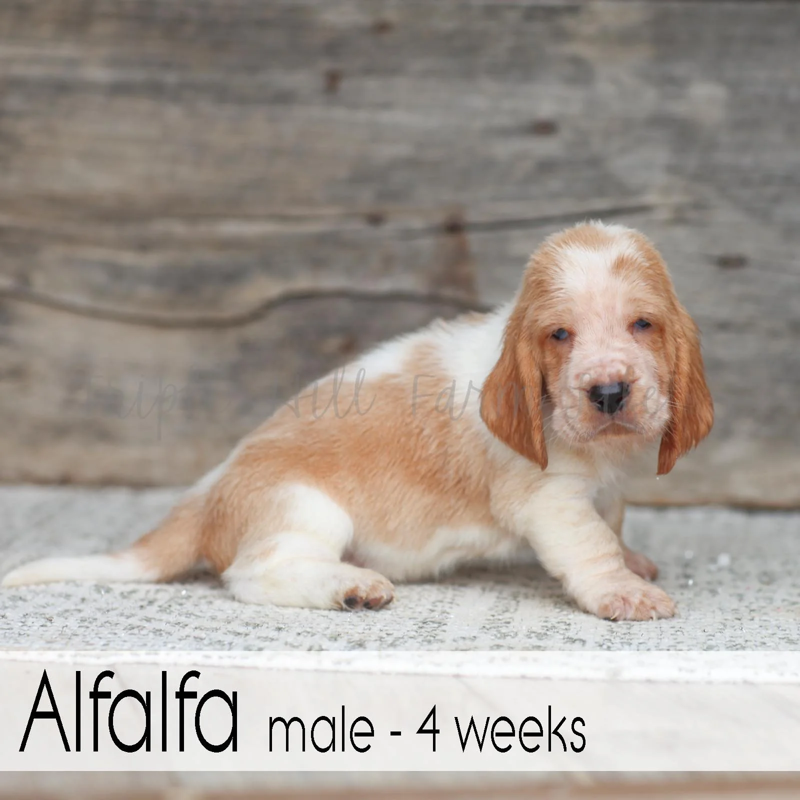 Alfalfa 5.jpg