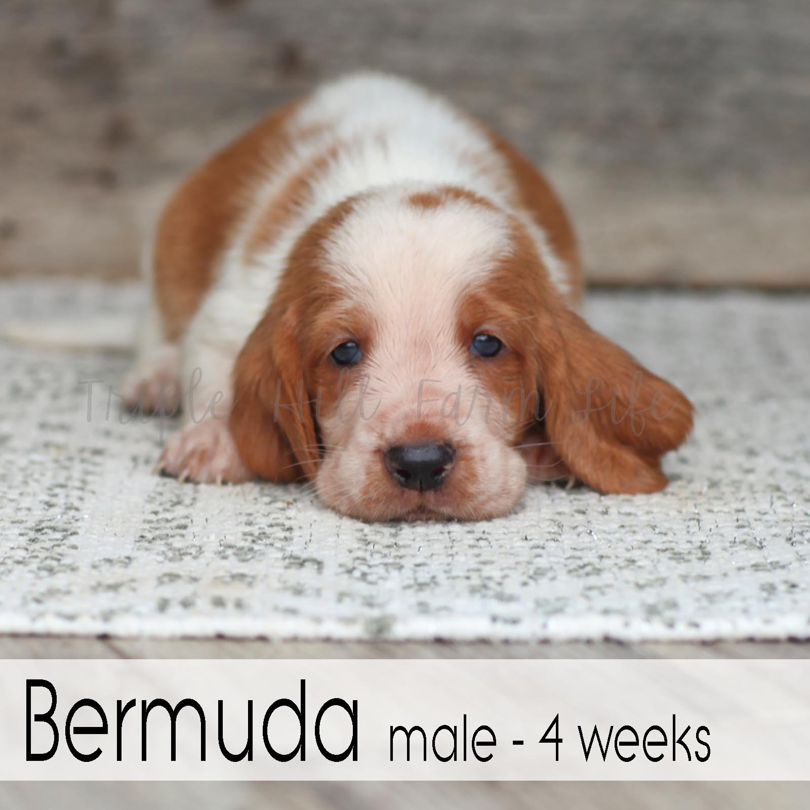 Bermuda 1.jpg
