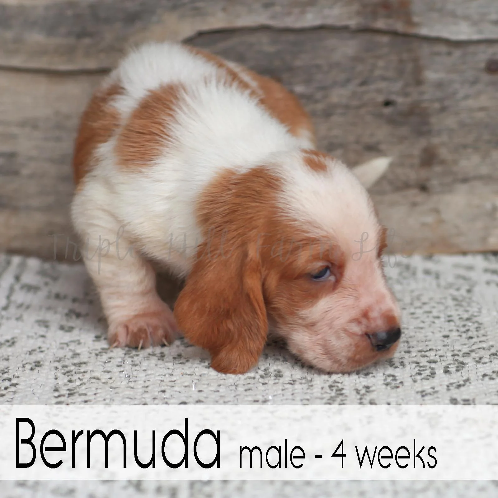 Bermuda 4.jpg