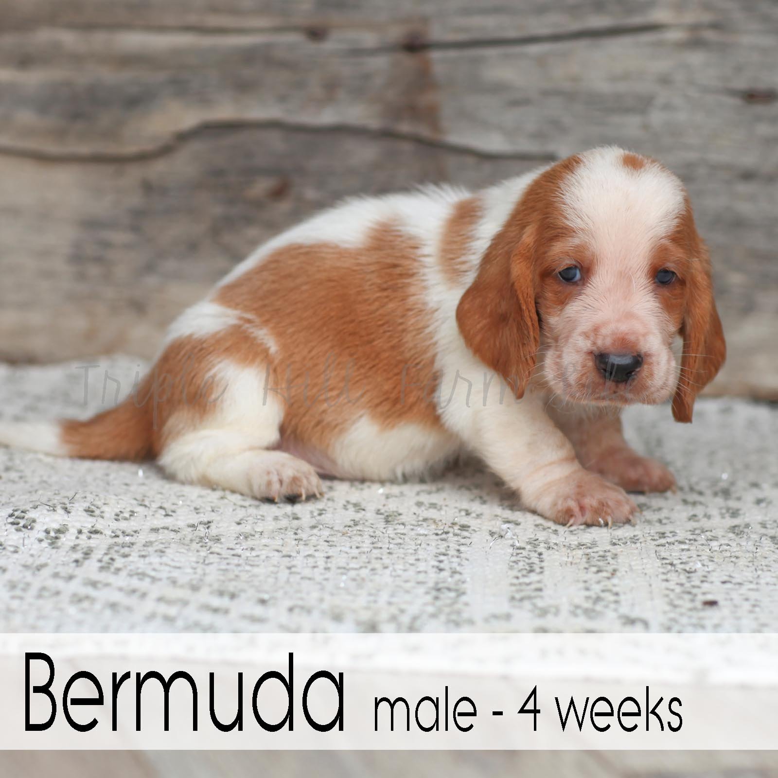 Bermuda 5.jpg
