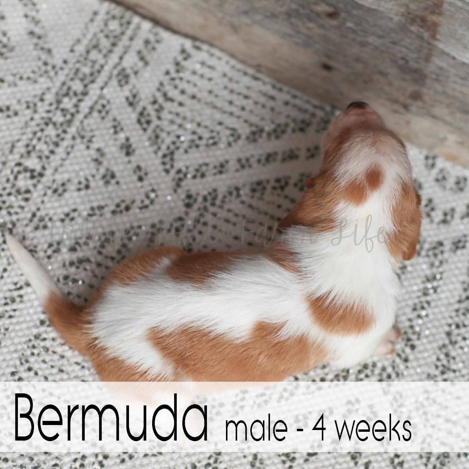Bermuda 6.jpg