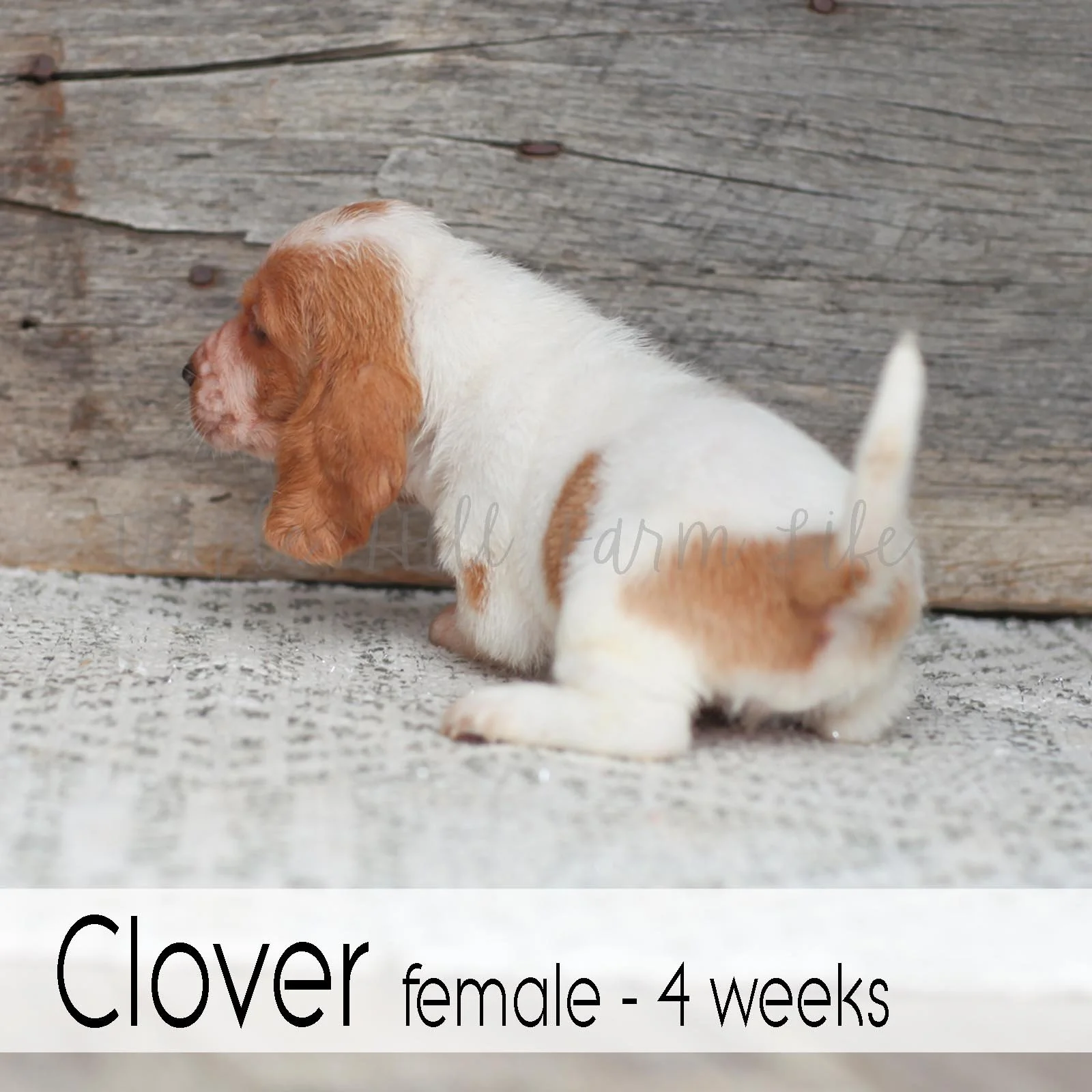 Clover 1.jpg