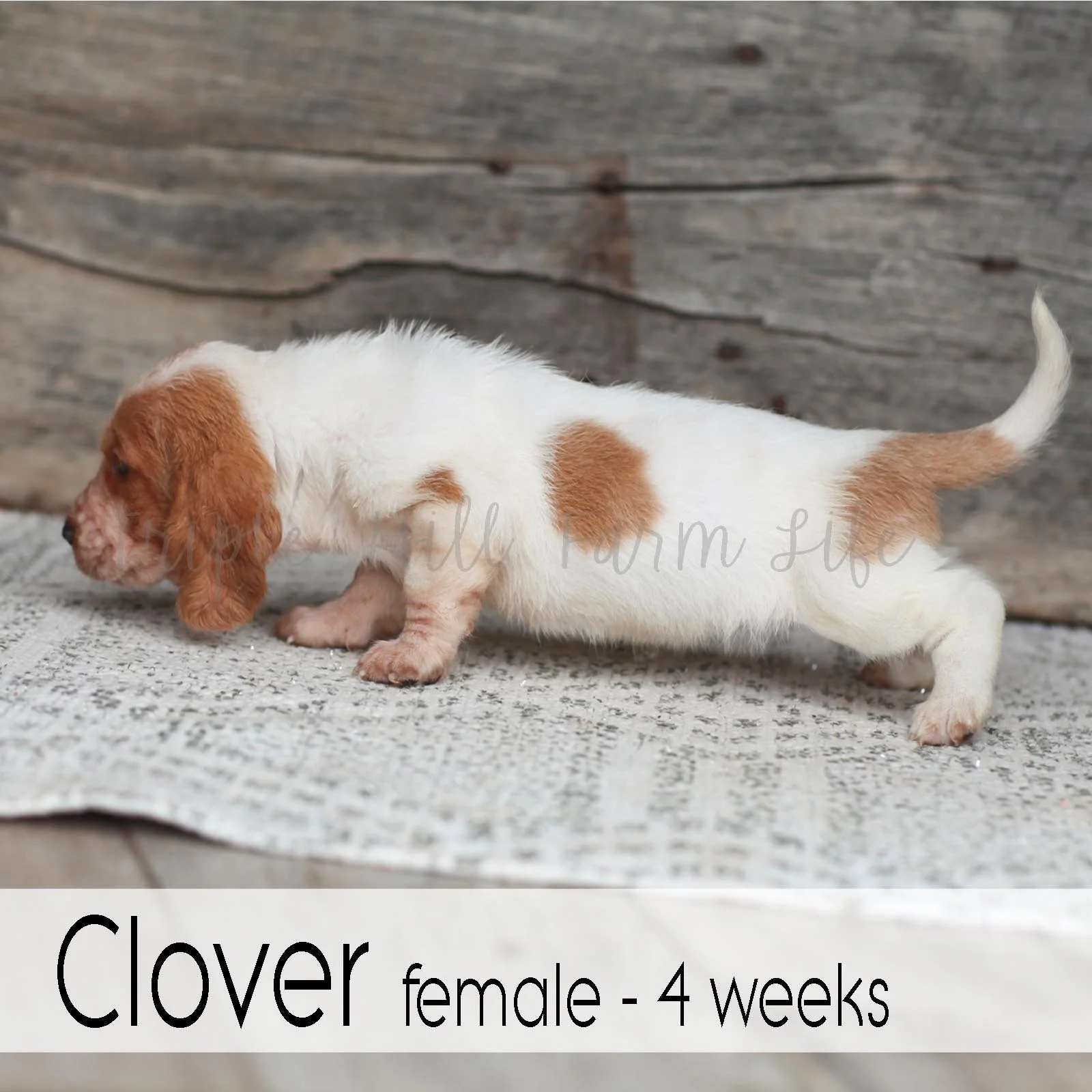 Clover 3.jpg