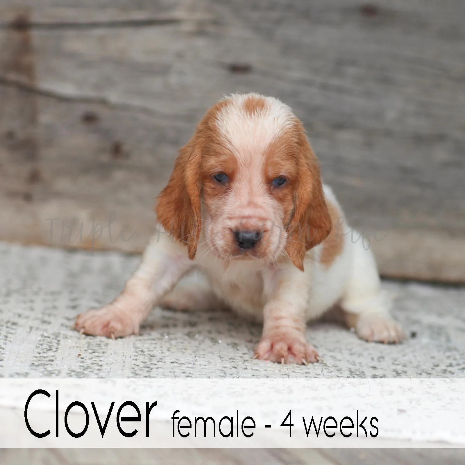 Clover 5.jpg