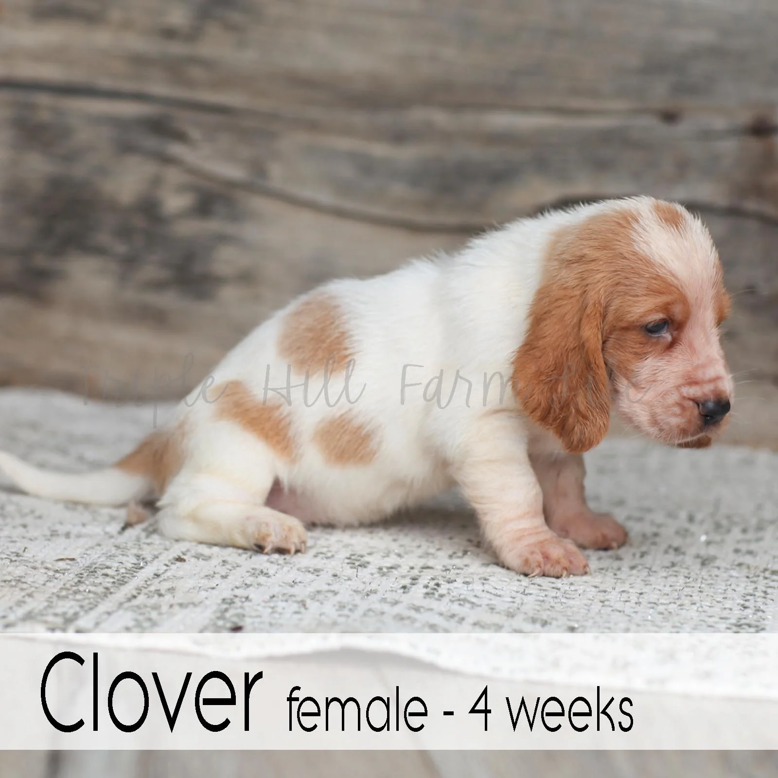 Clover 6.jpg