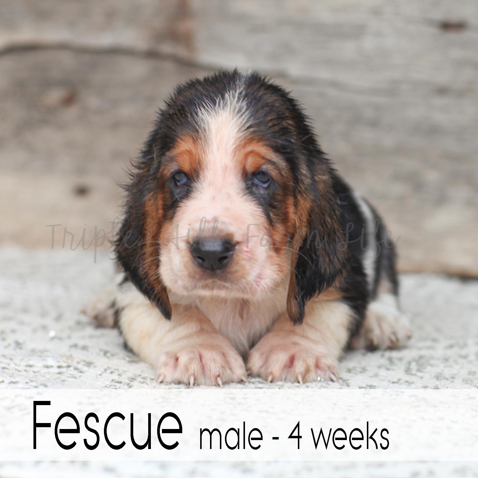 Fescue 1.jpg