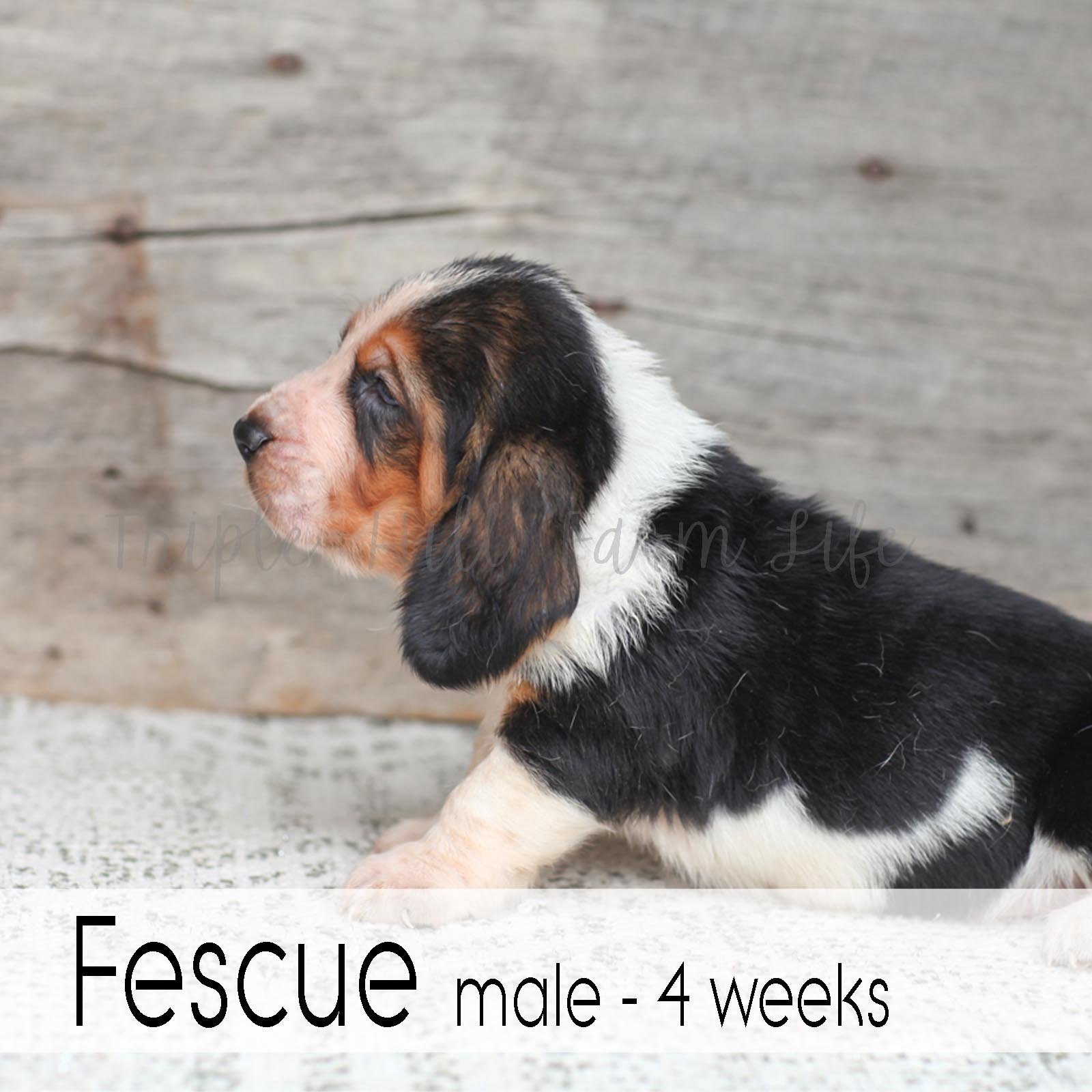 Fescue 5.jpg