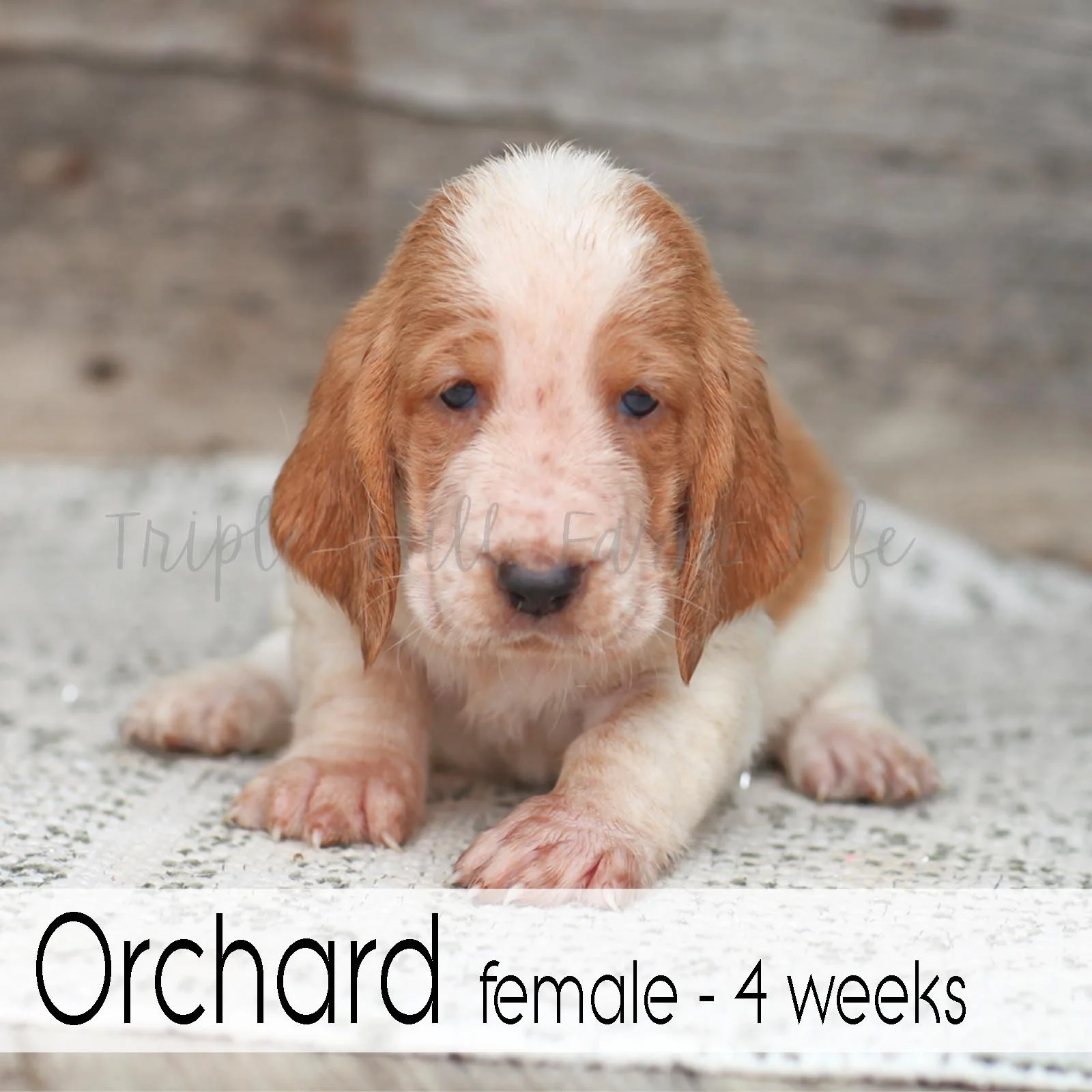 Orchard 1.jpg