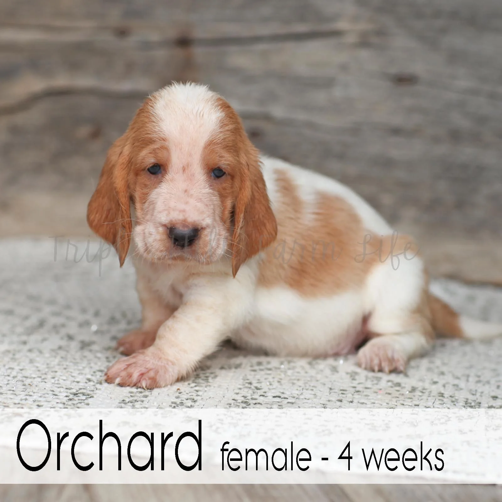 Orchard 2.jpg