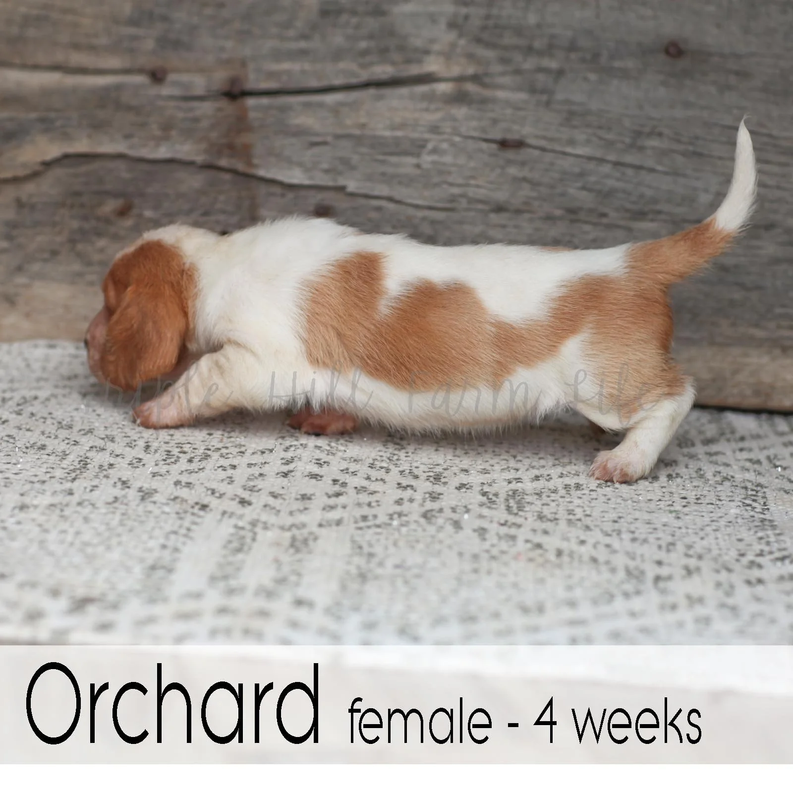 Orchard 5.jpg