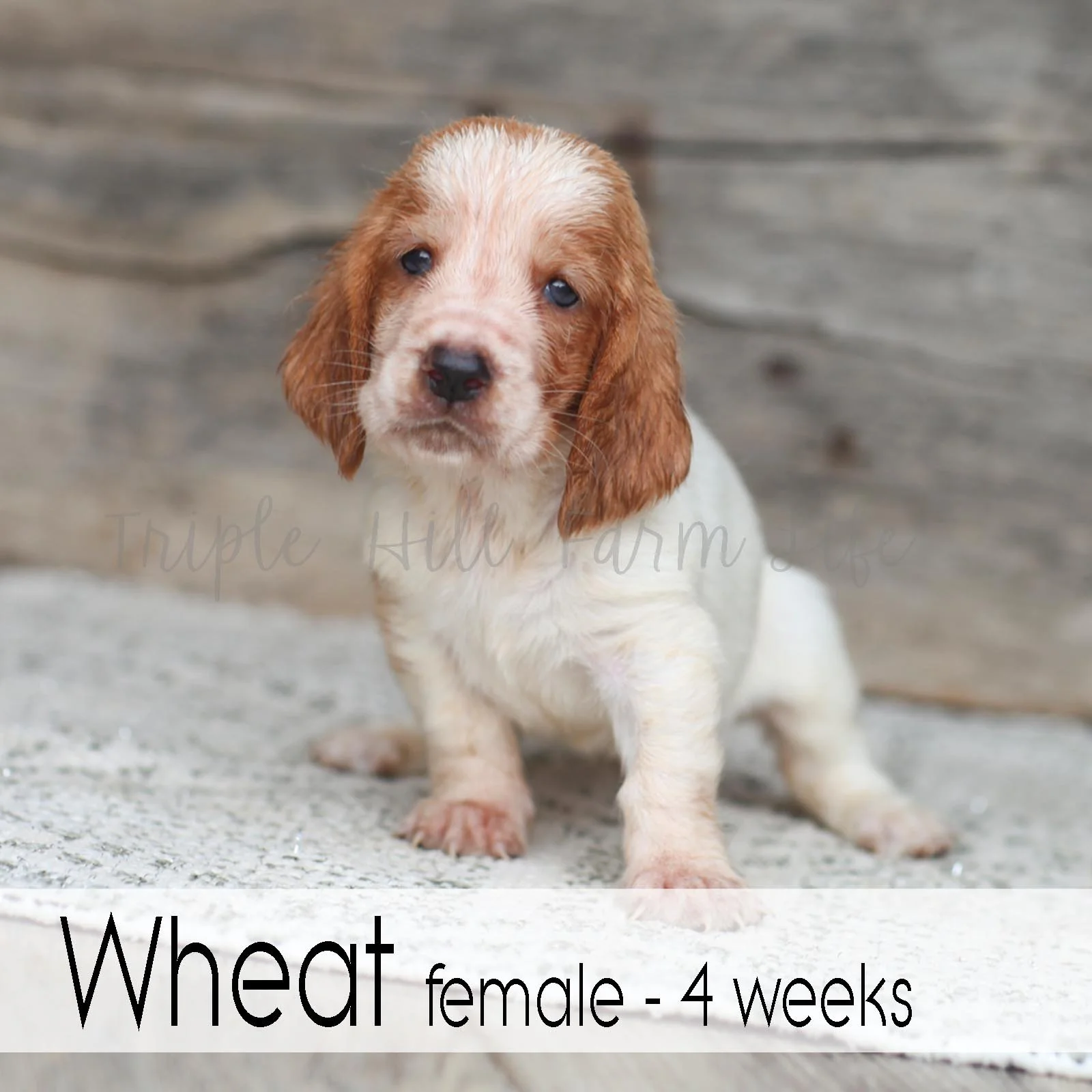 Wheat 1.jpg