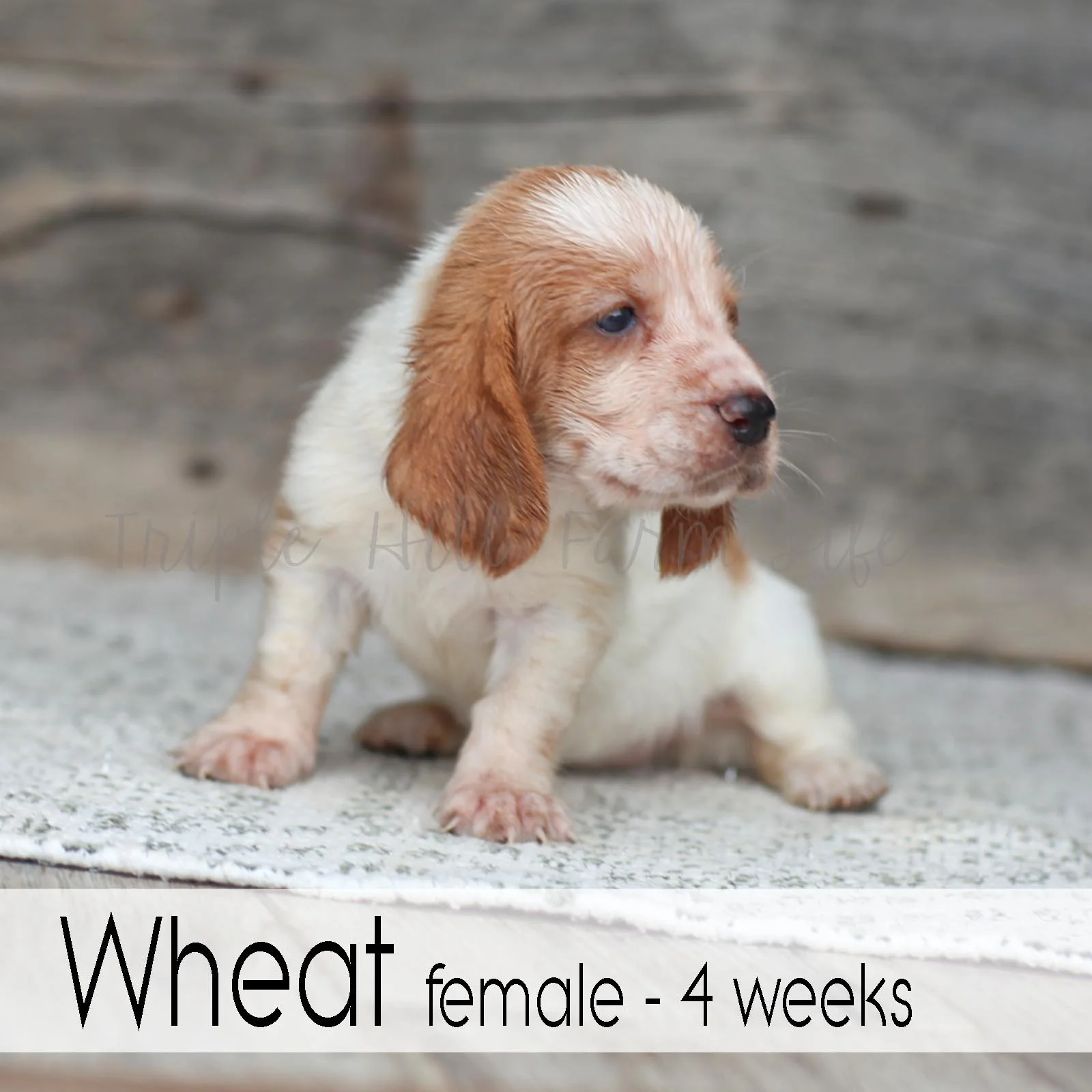Wheat 2.jpg