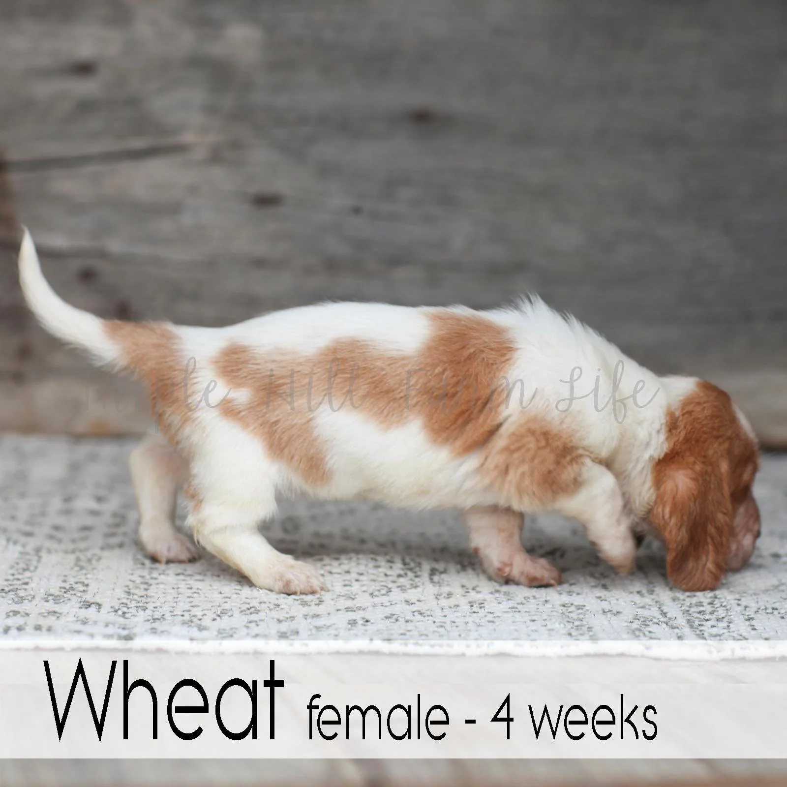 Wheat 3.jpg