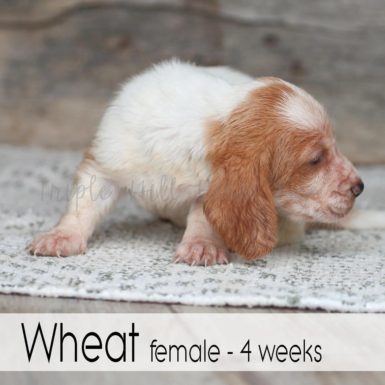 Wheat 4.jpg