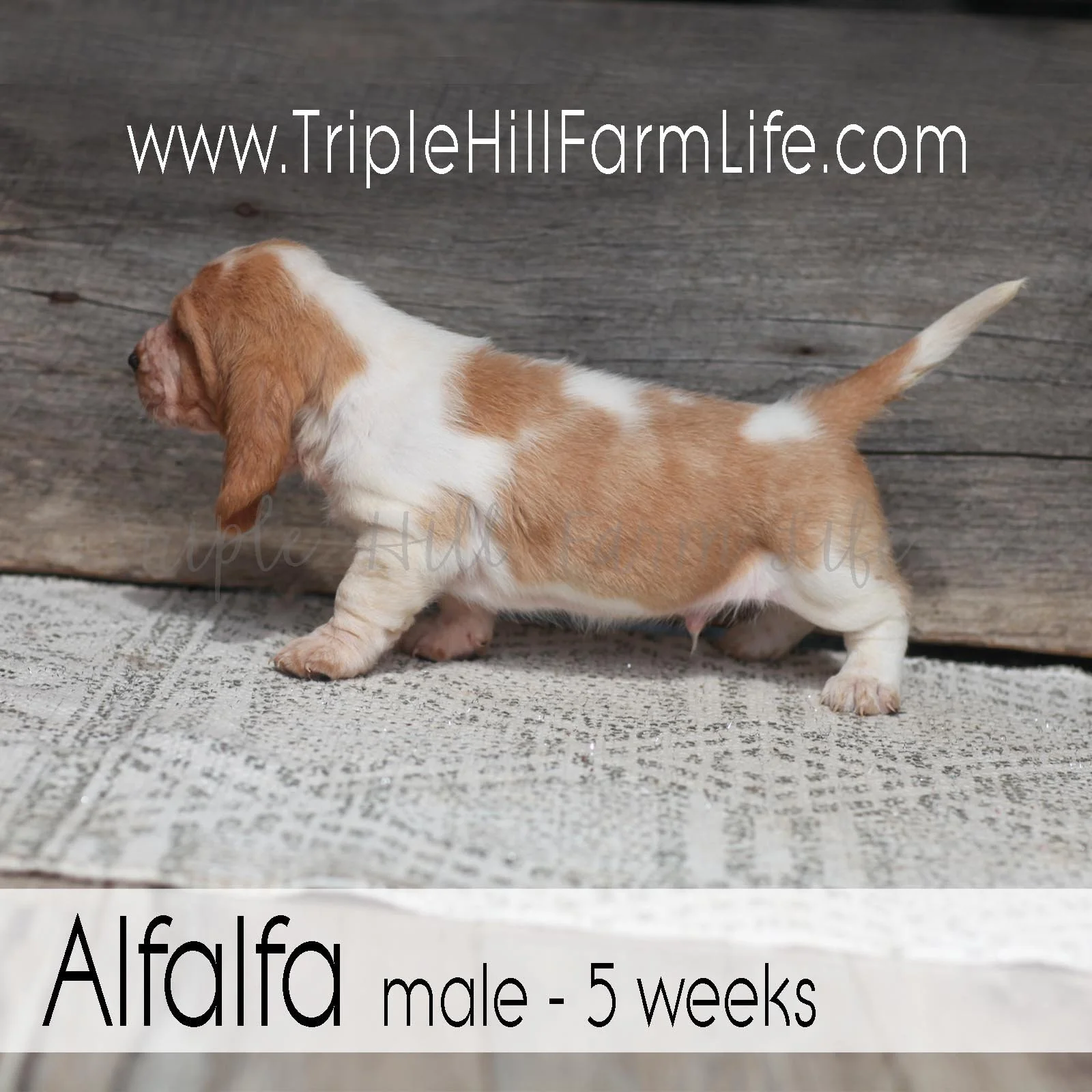 Alfalfa 1.jpg