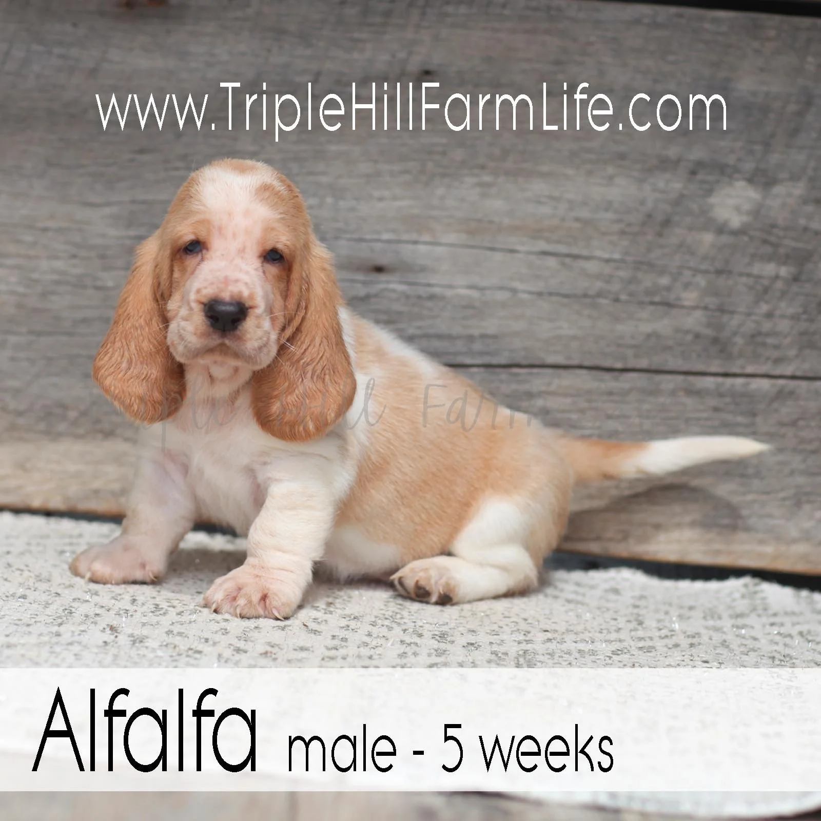 Alfalfa 2.jpg