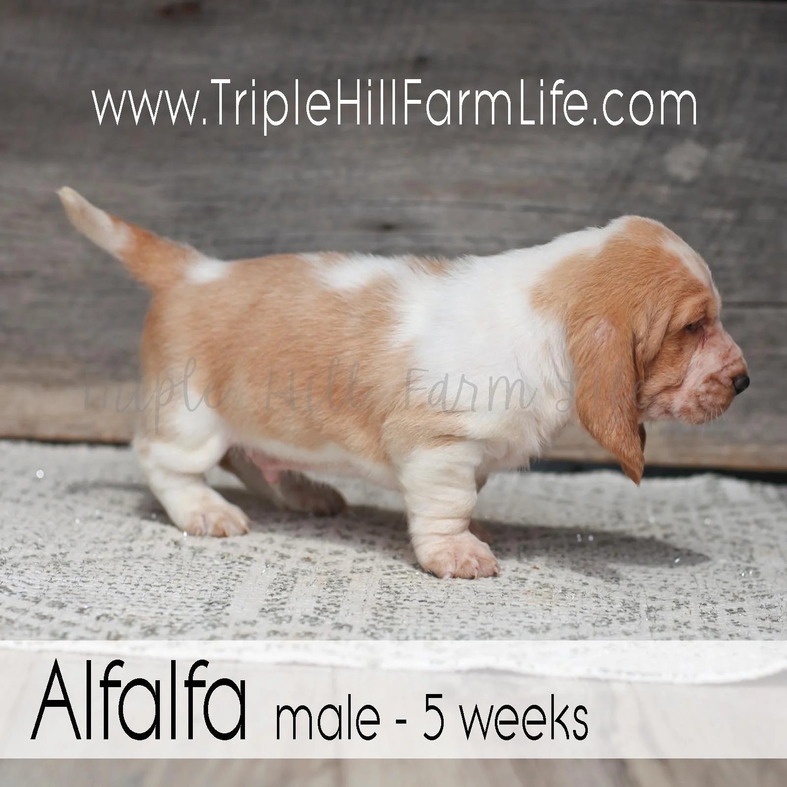 Alfalfa 3.jpg