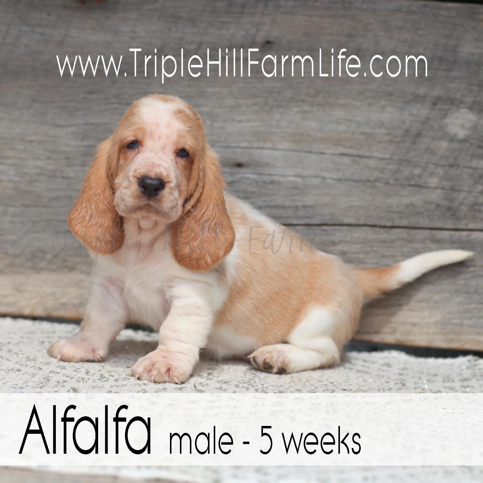 Alfalfa 4.jpg