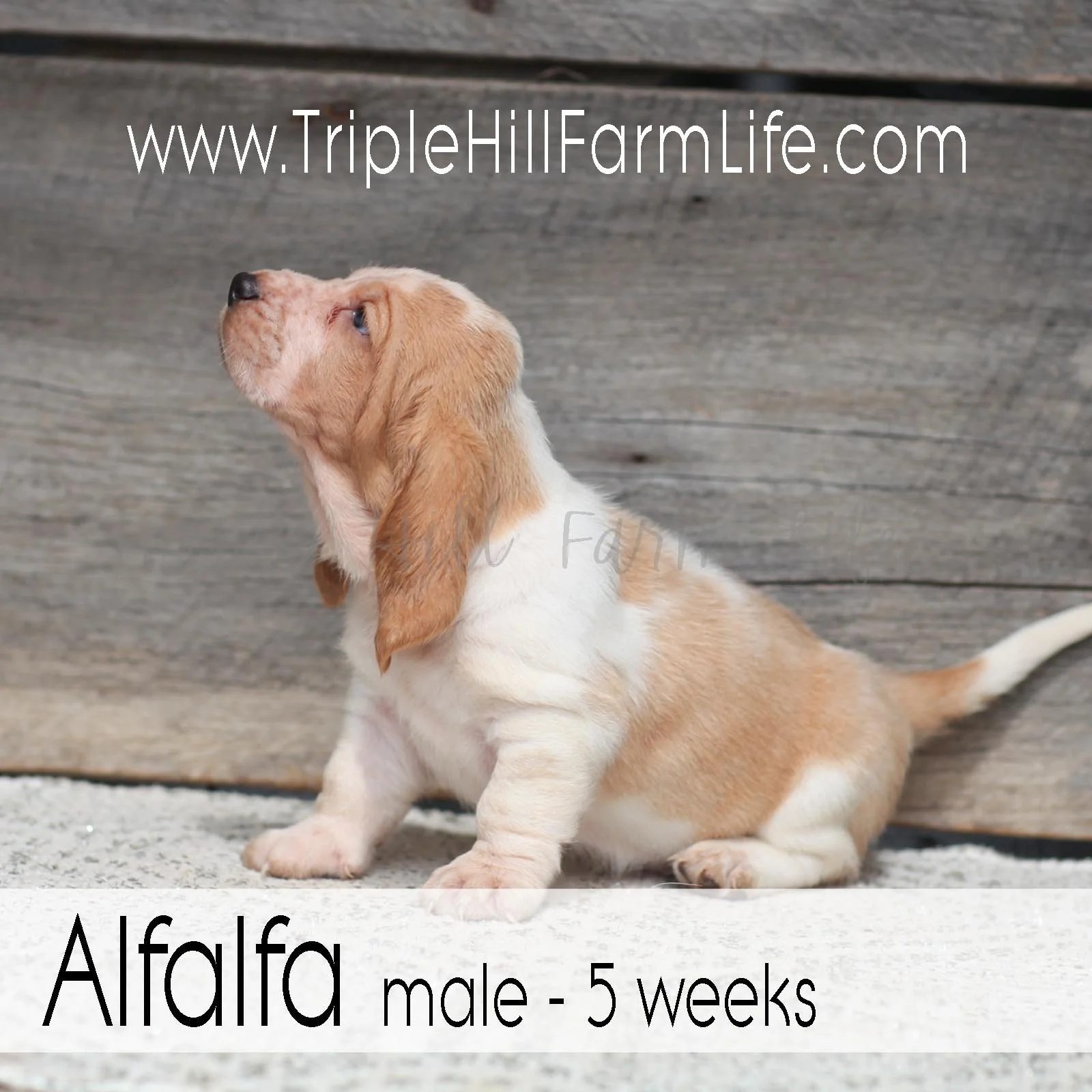 Alfalfa 5.jpg