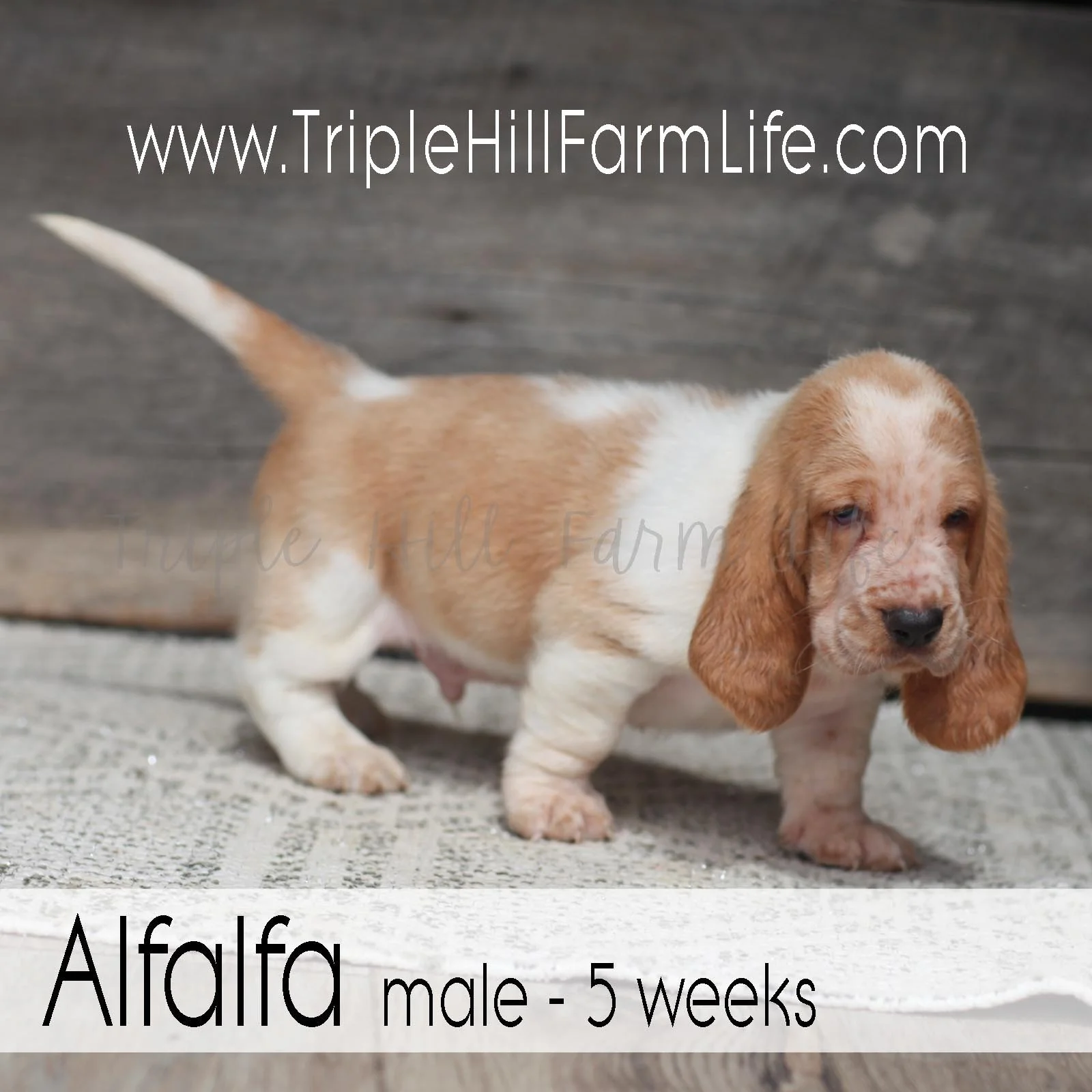 Alfalfa 6.jpg