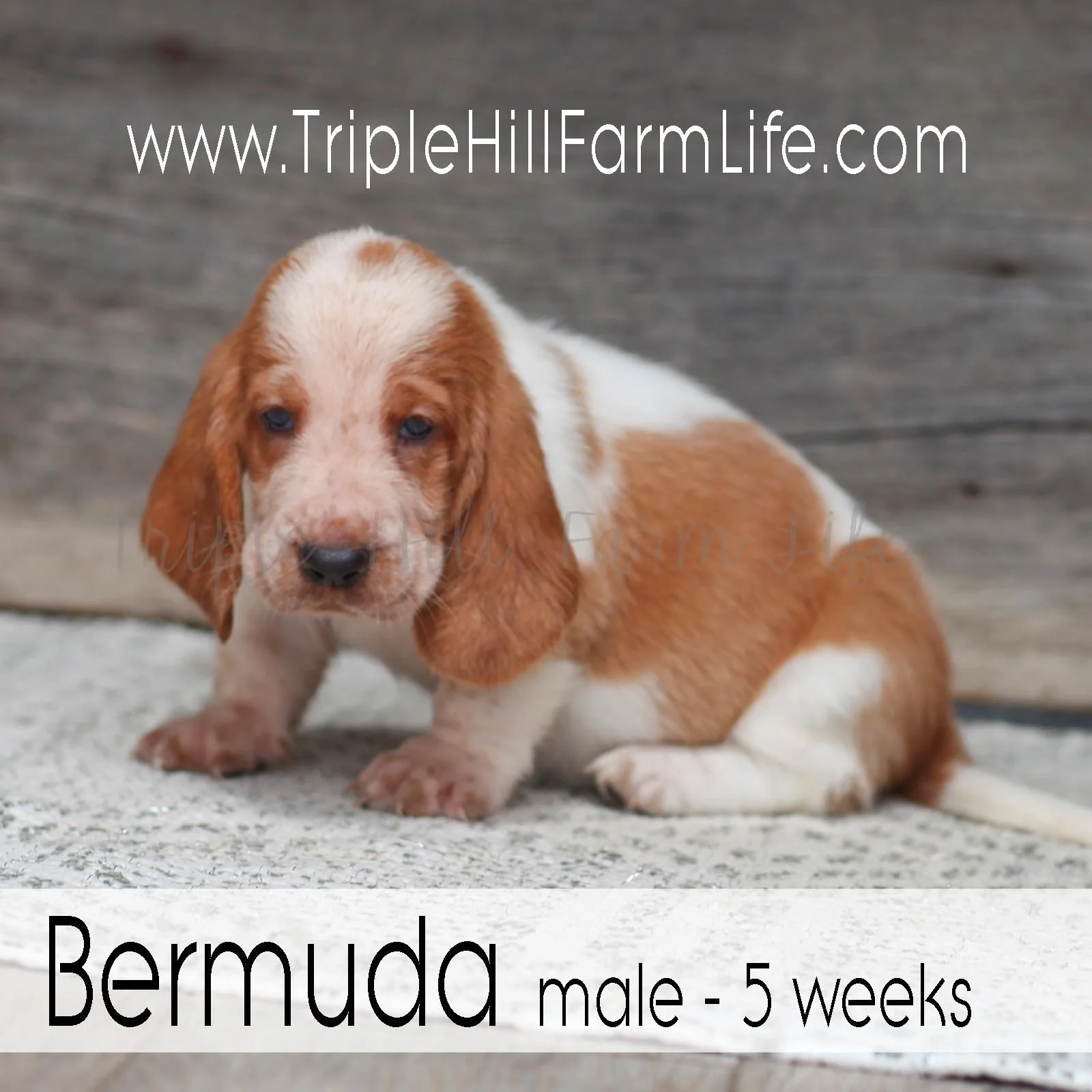 Bermuda 1.jpg